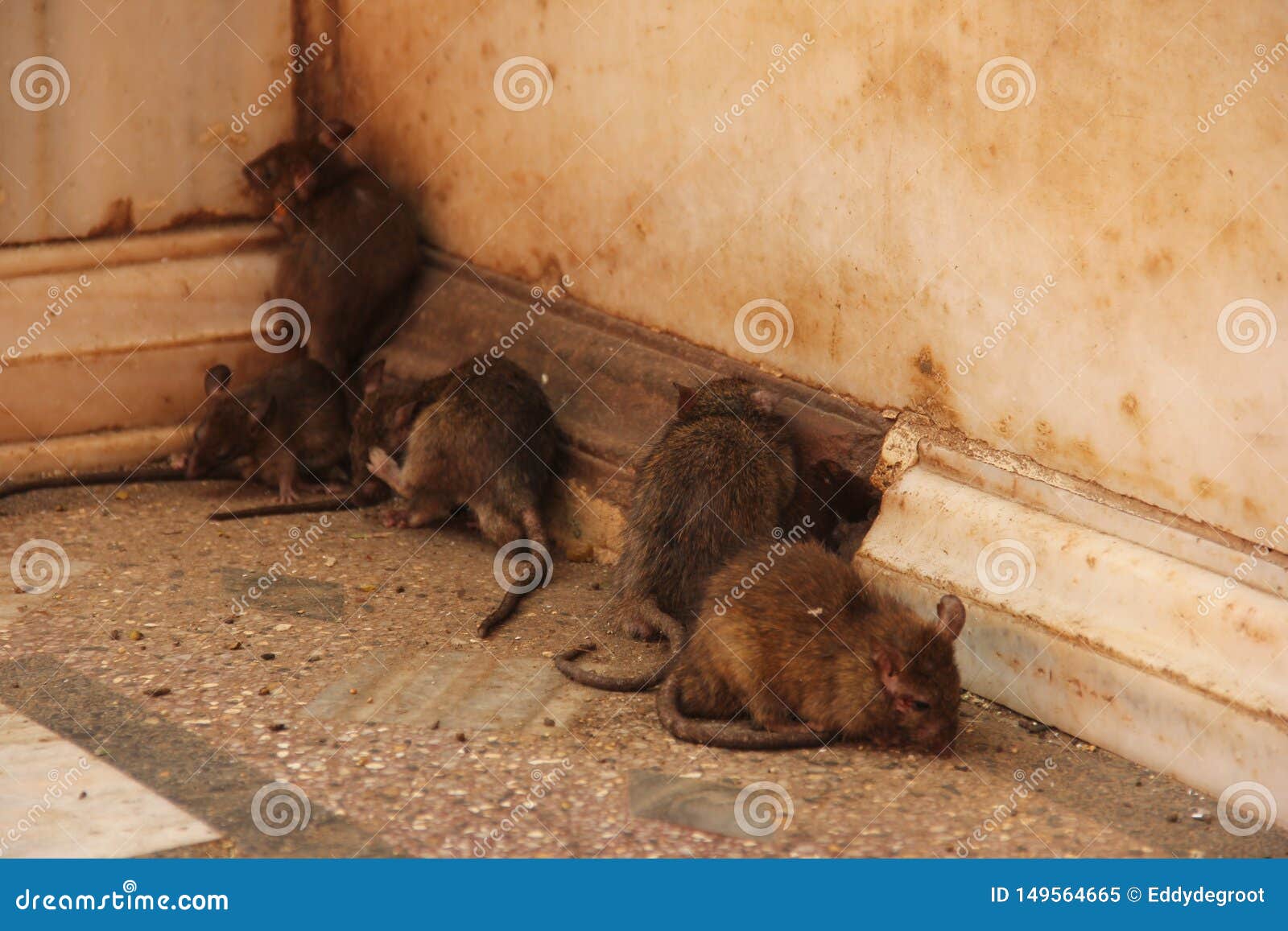 rats at the karni mata temple