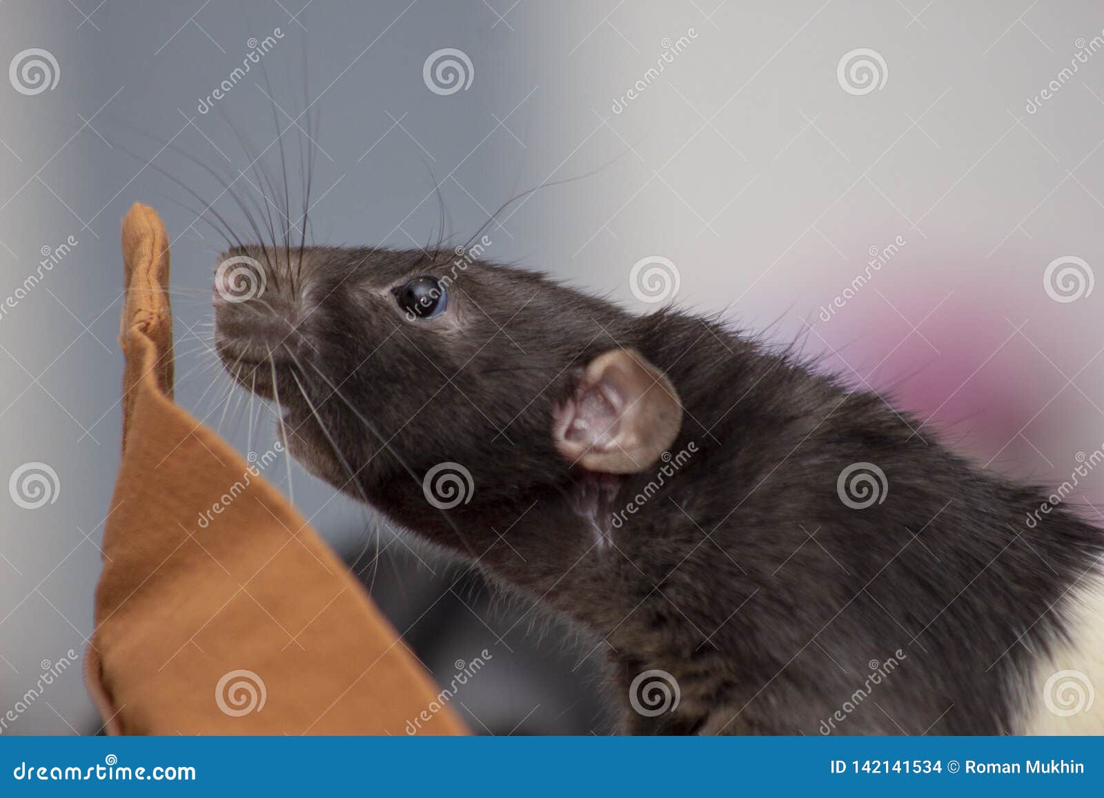 Anti Rat Sign Stock Photos - Free & Royalty-Free Stock Photos from  Dreamstime