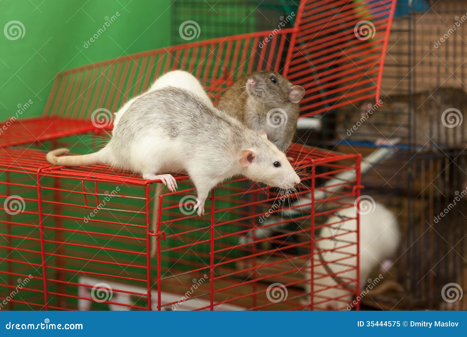 Rats on walk stock image. Image of animals, tail, house 35444575