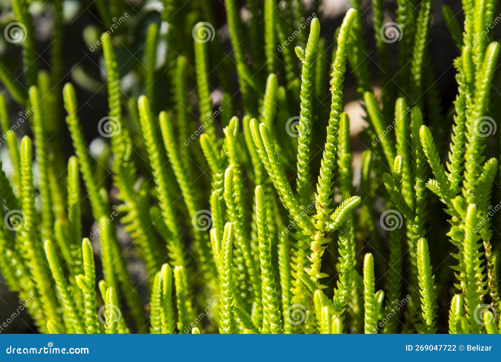 plants of rattail crassula in a botanical garden