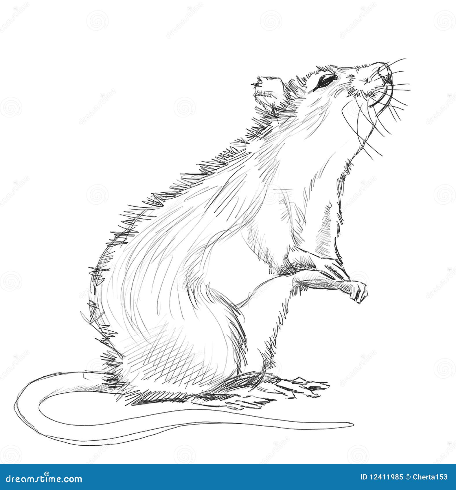 Крыса стоит рисунок карандашом