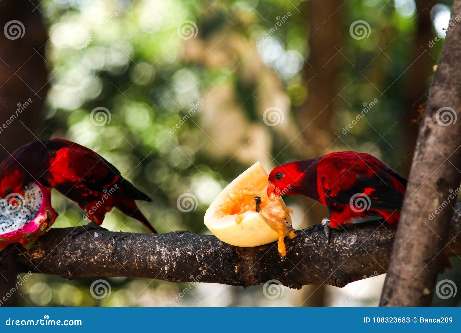 Rattern Lory Lorius Garrulus Stockbild Bild von drohung, indonesien