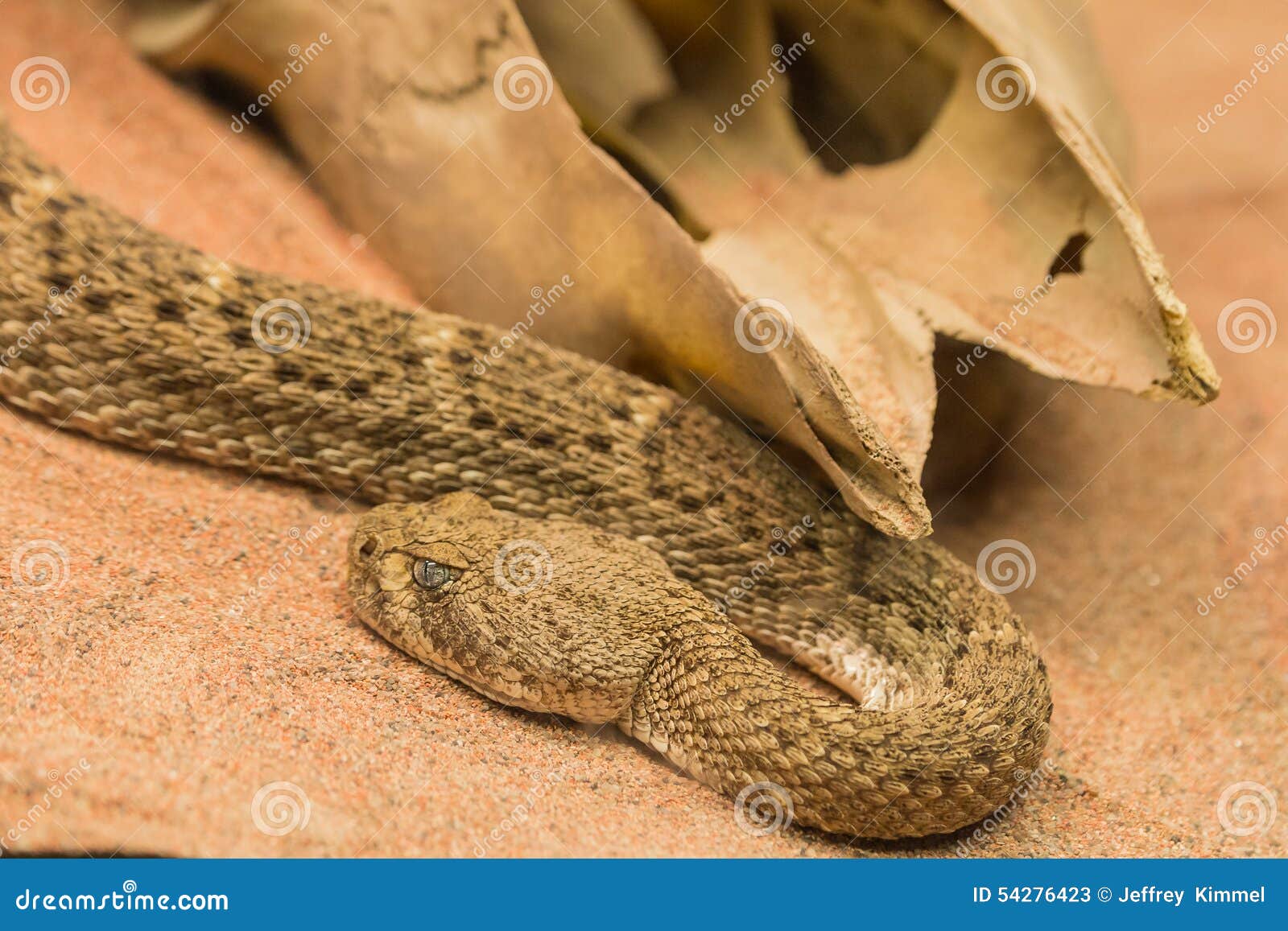 Illustration of a Cute Menacing Looking Snake Stock Vector Image & Art -  Alamy