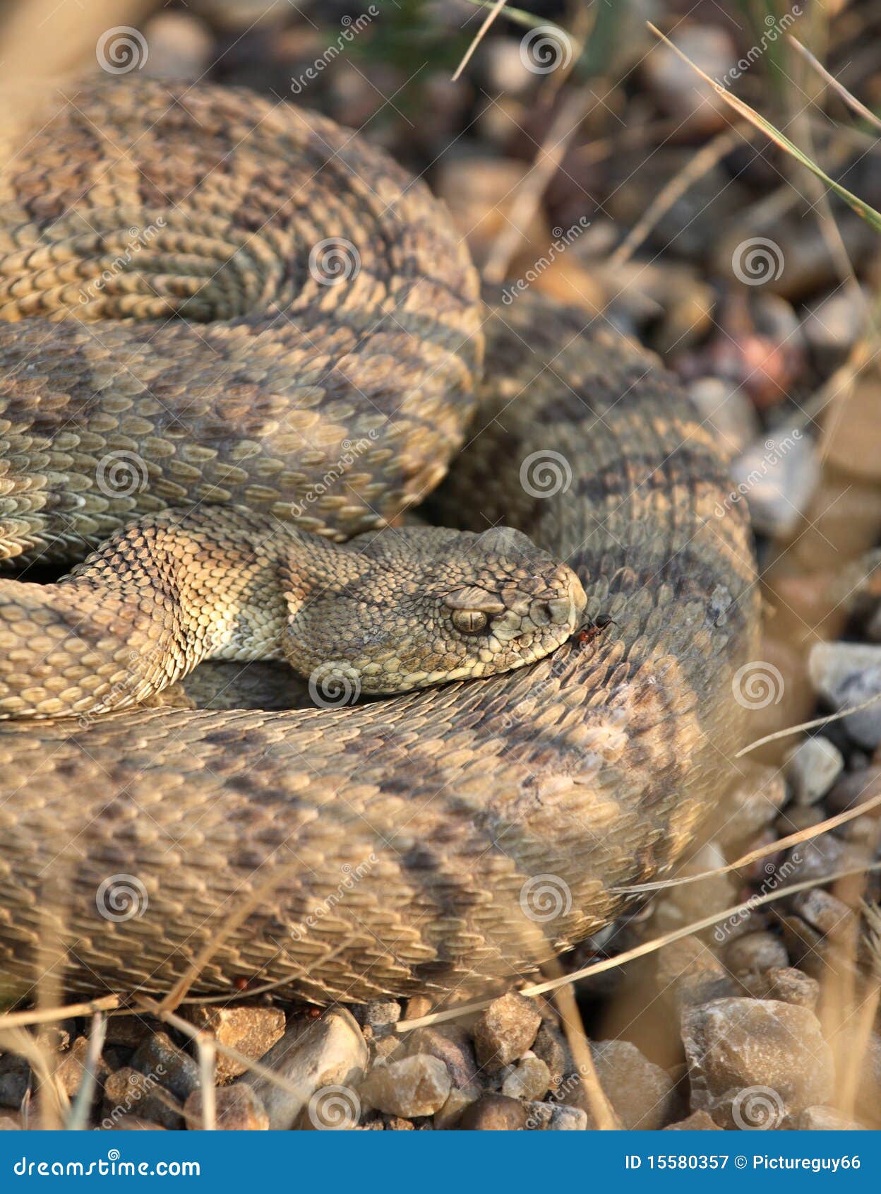 Rattlesnake curled stock image. Image of north, saskatchewan 15580357