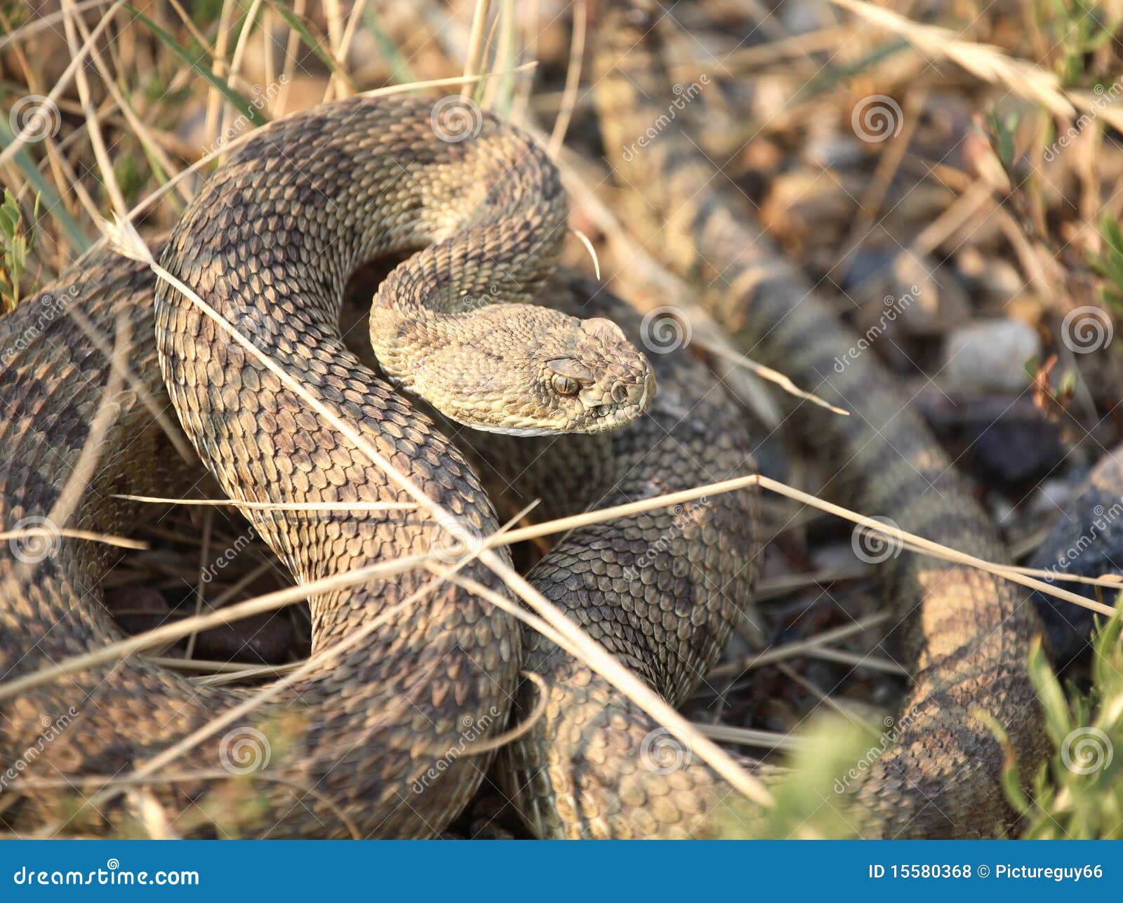 Rattlesnake curled stock photo. Image of crotalus, saskatchewan 15580368