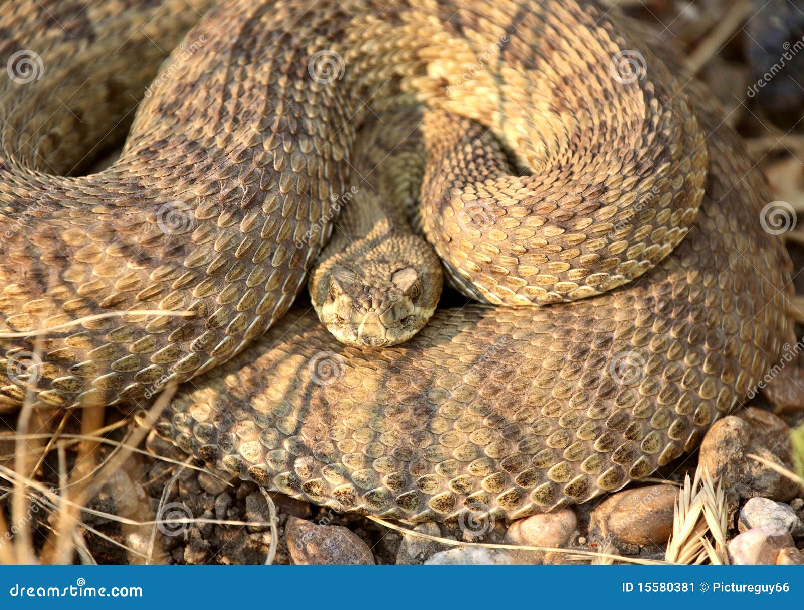 Rattlesnake curled stock image. Image of viridis, national 15580381
