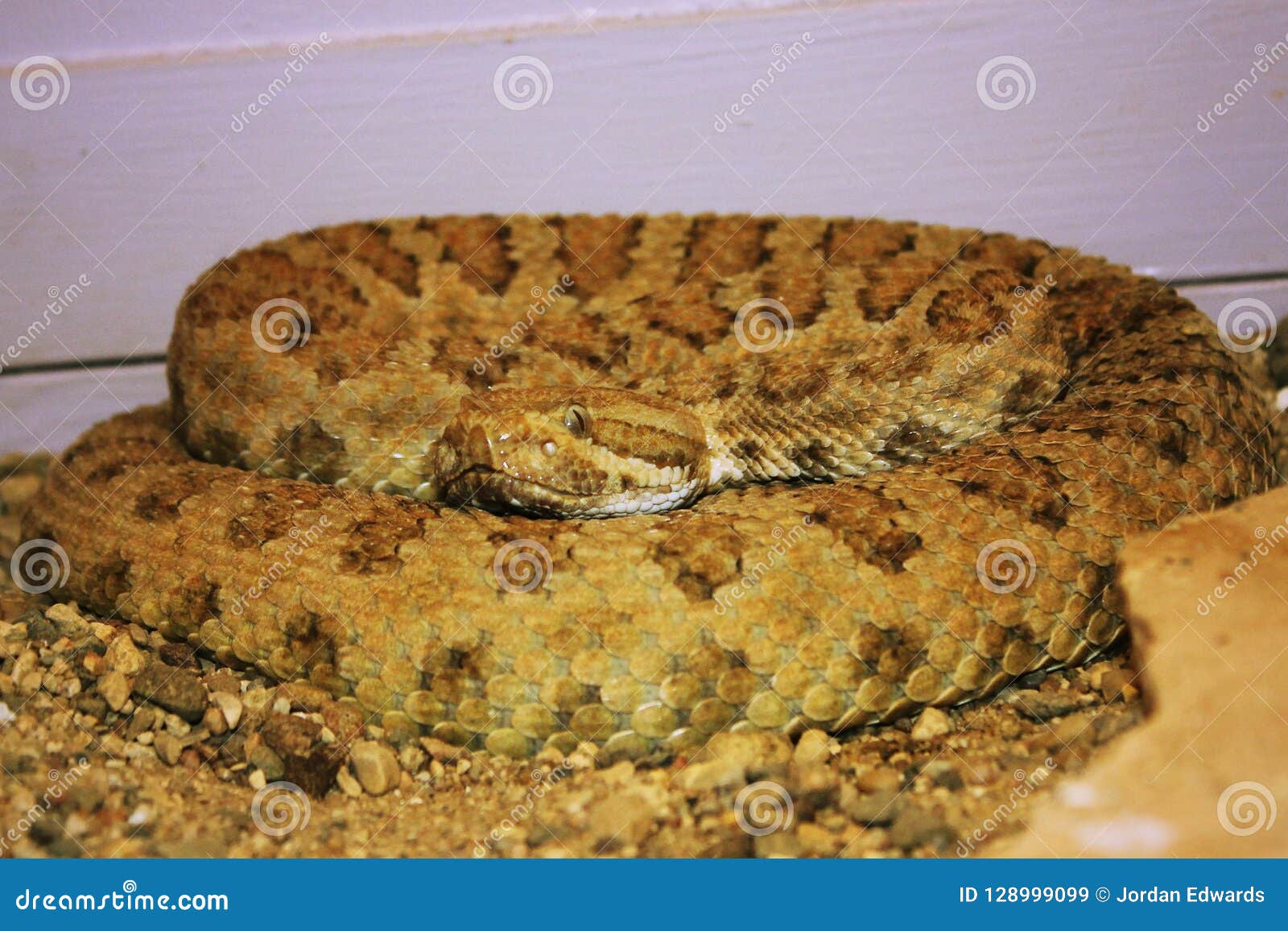 Rattlesnake On Display At A Garden In South Dakota Stock Image