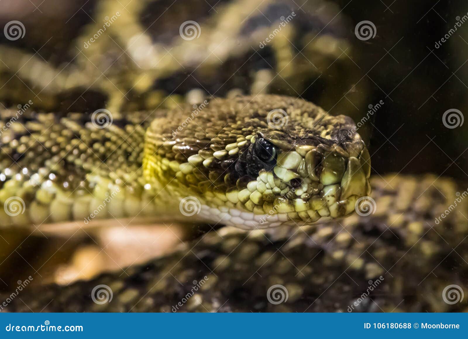 timber rattlesnake head