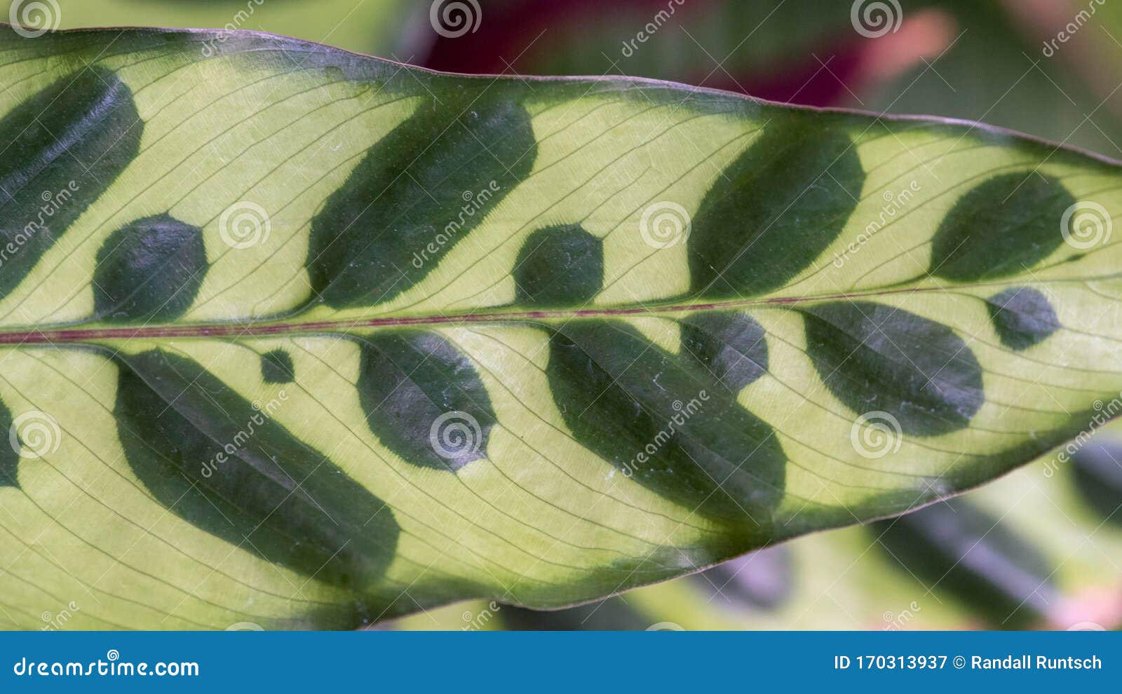 Rattlesnake Plant Leaf stock image. Image of leaf, long 170313937