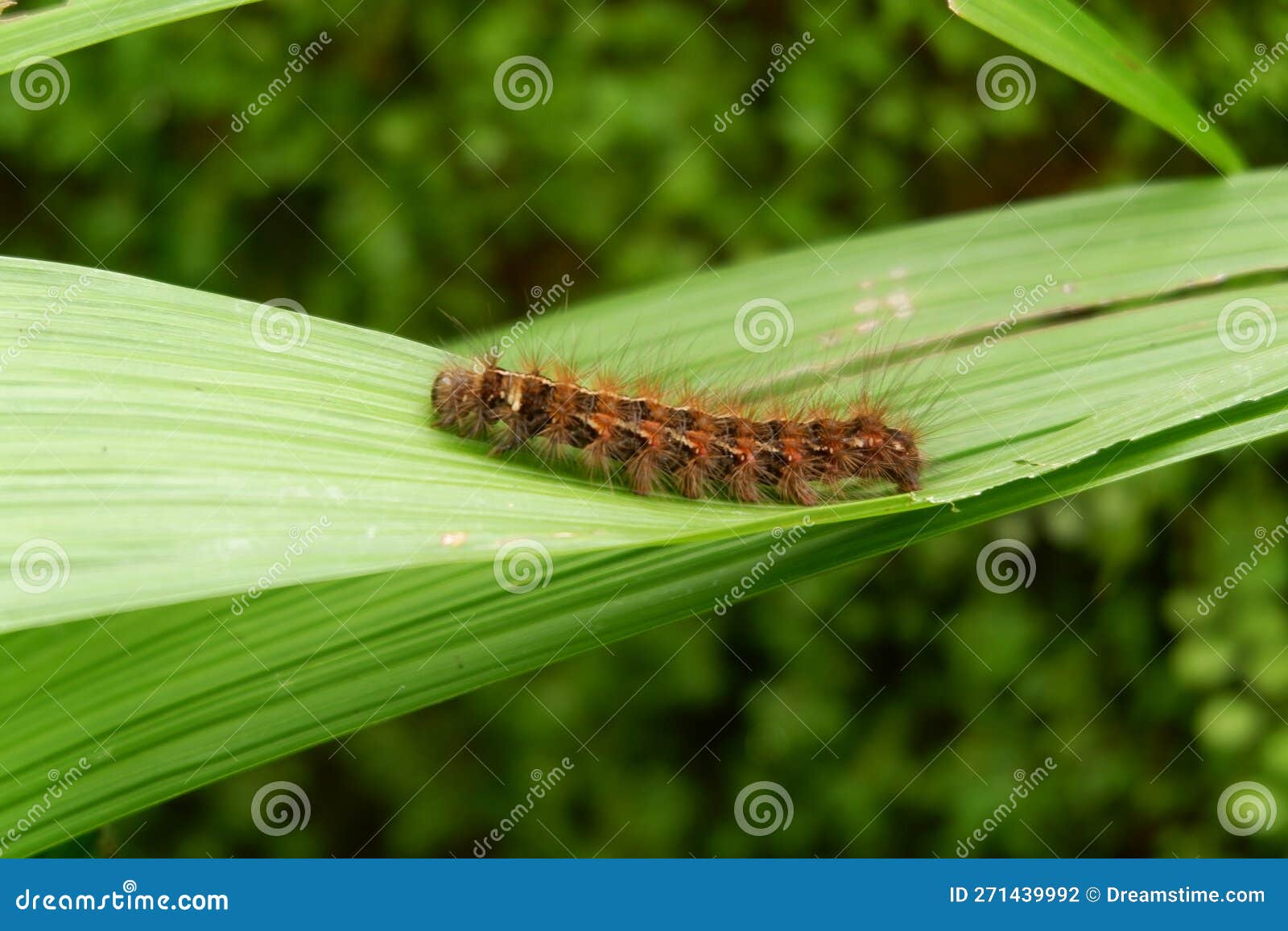 Raupe Auf Einem Blatt Im Garten Stockfoto Bild von karosserie