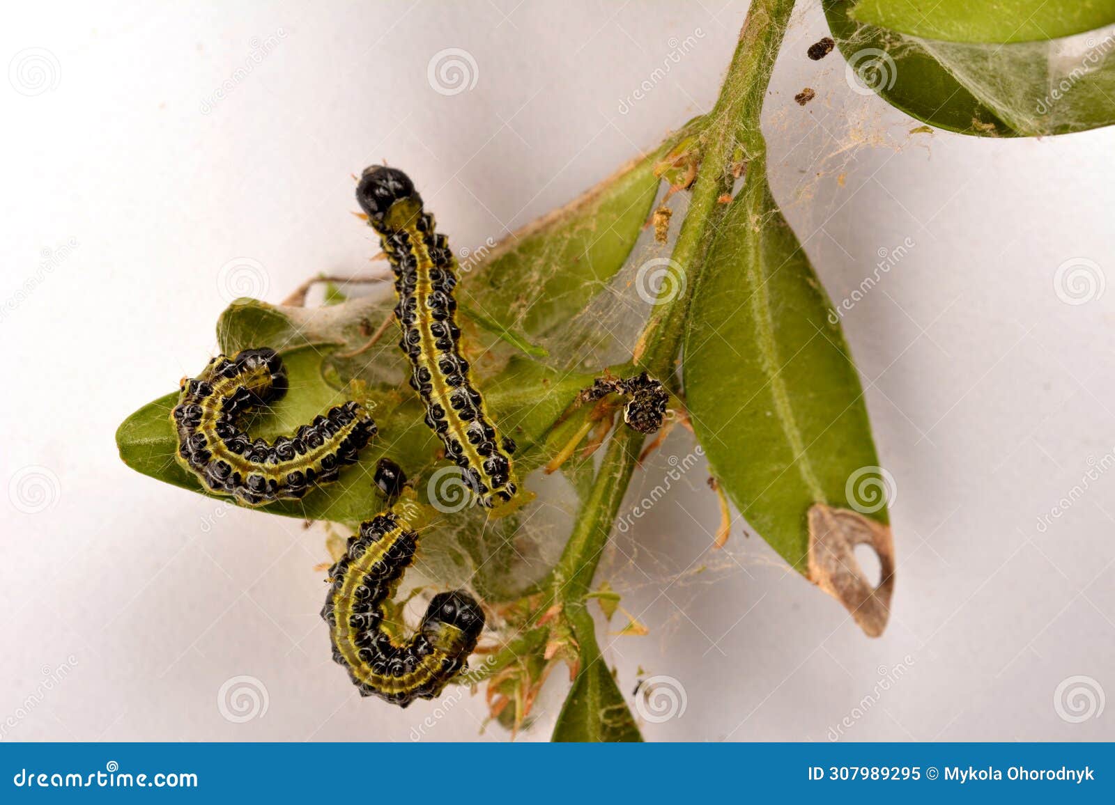 raupe des buchsbaumzÃÂ¼nslers (cydalima perspectalis