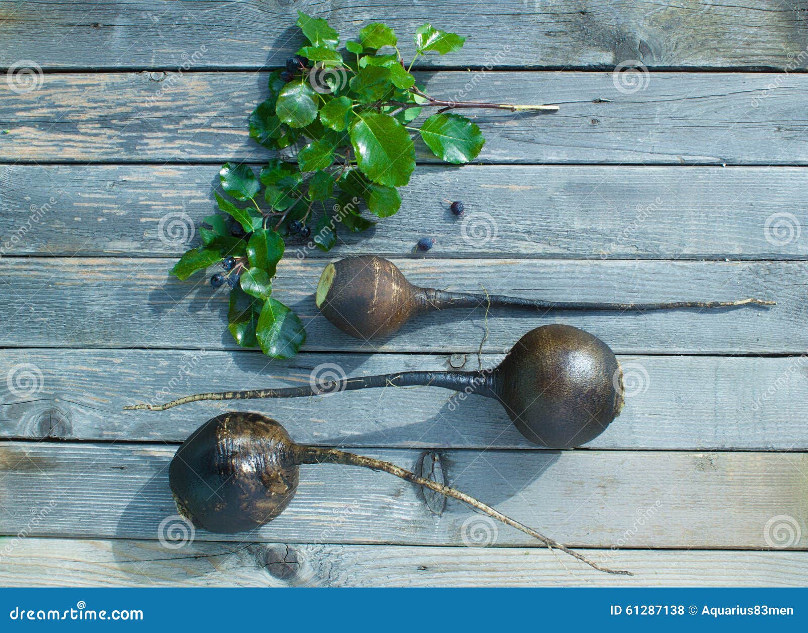 Il concetto della raccolta del ravanello Raccolto di autunno dei ravanelli su una tavola di legno