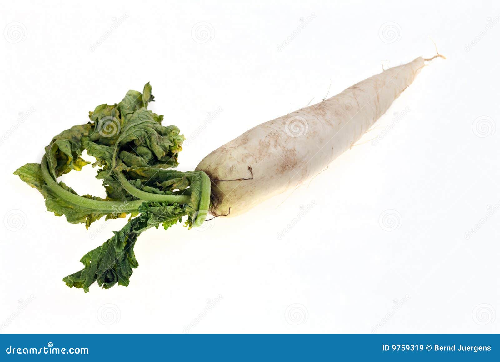 Ravanello Di Daikon Ravanello Giapponese Rotondo Bianco Grezzo Fresco Saporito Image114313342 - Foto 10