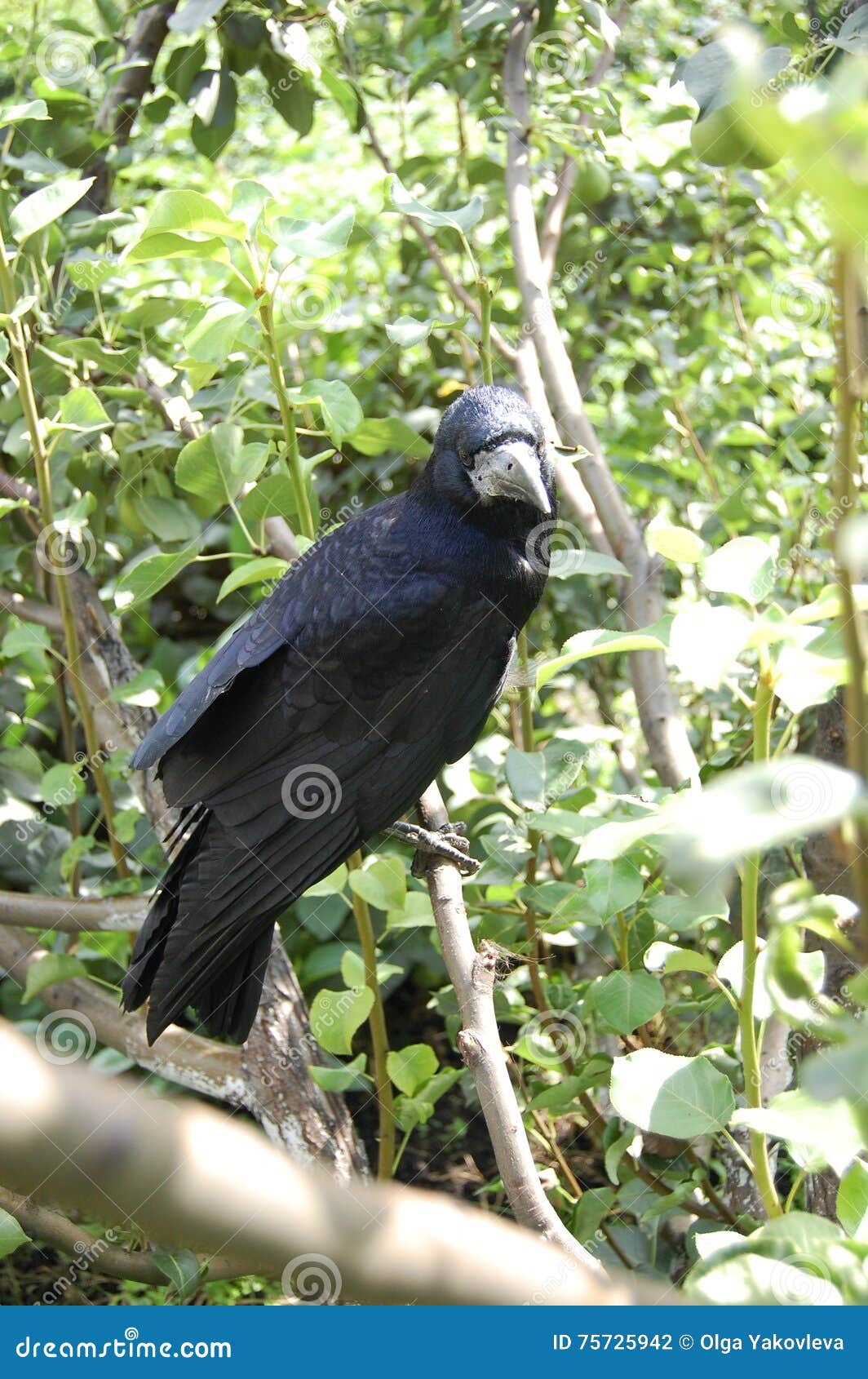 Attacchi Snowboard RAVEN S200/S230 - Sistema Cricchetto Per Freeride - Foto 6