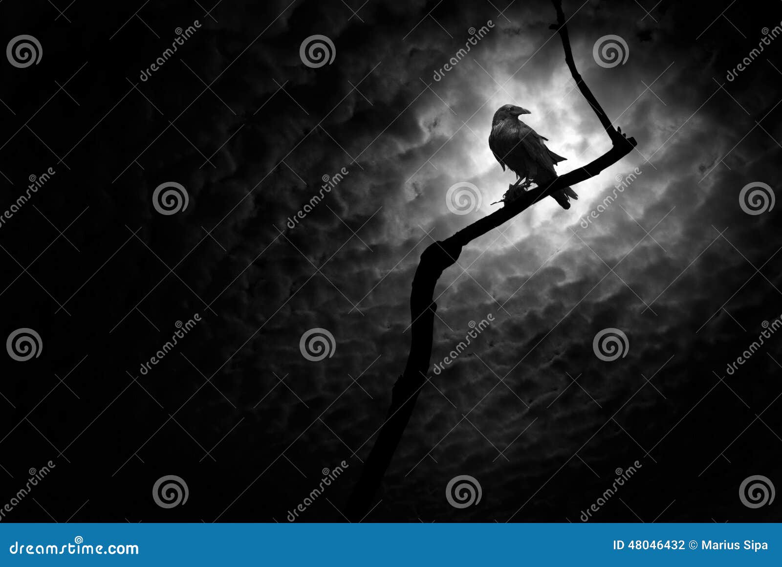 Raven stock photo. Image of gloom, eerie, raven, unusual 48046432(05)