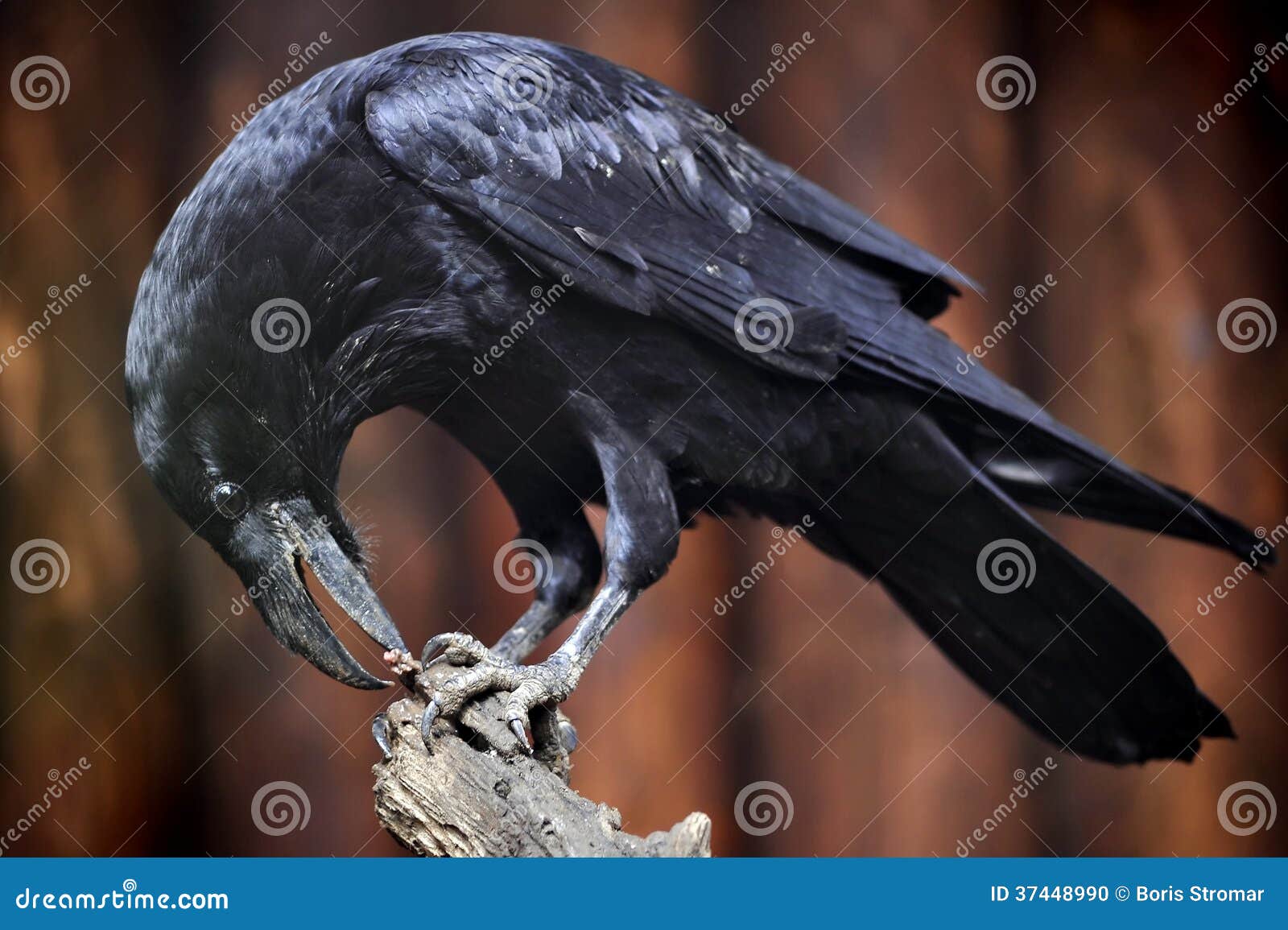 Raven stock photo. Image of corax, telephoto, corvids - 37448990