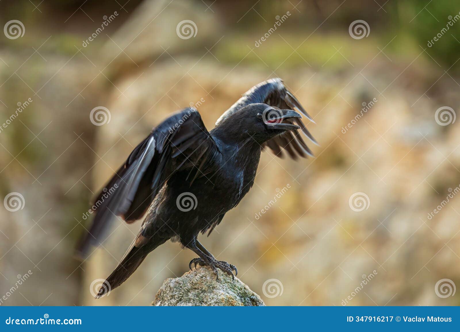 raven call. common raven, corvus corax, perched on rock and calling with widely spread wings and open beak. black bird.