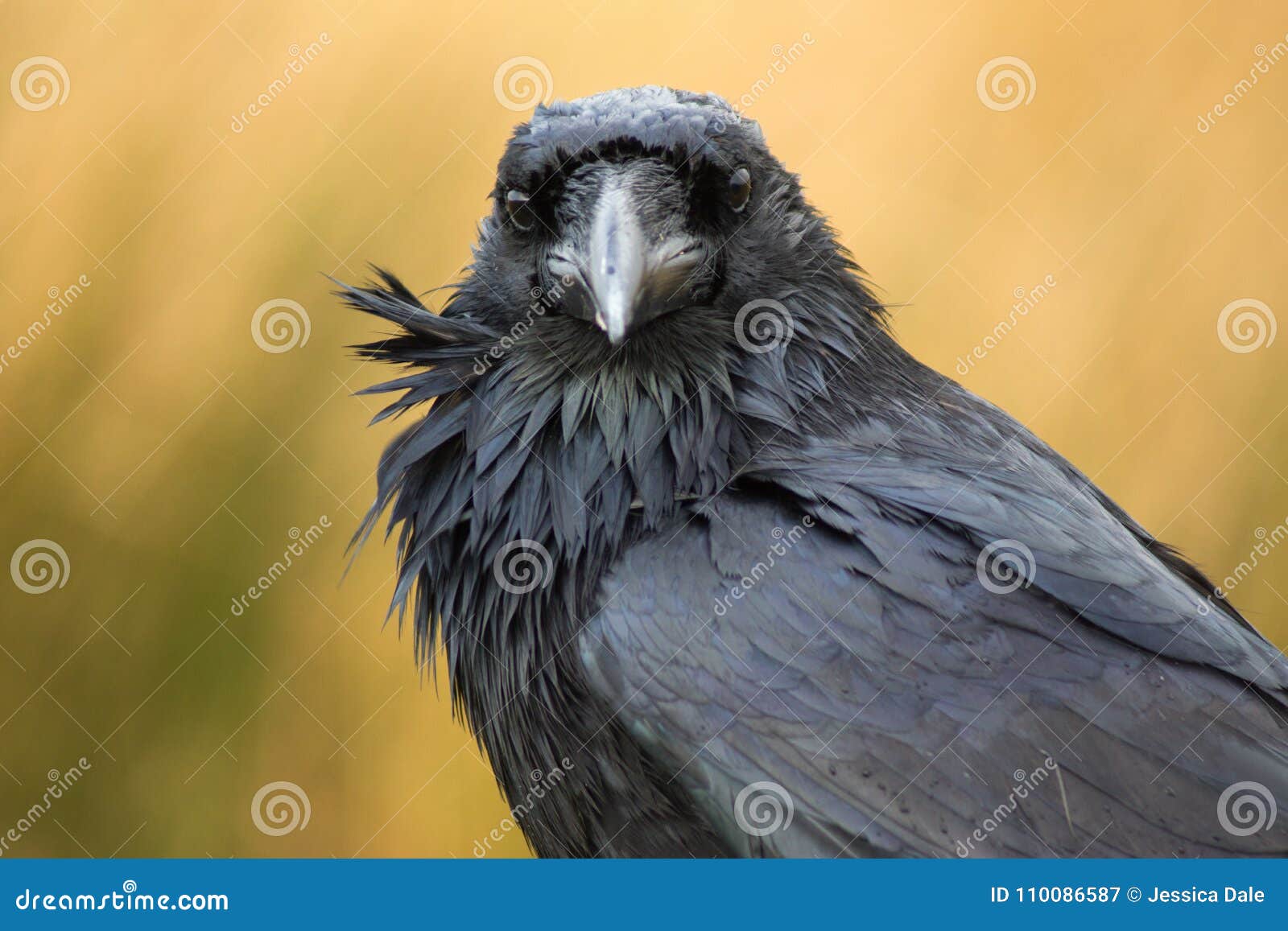 a raven in dartmoor, uk
