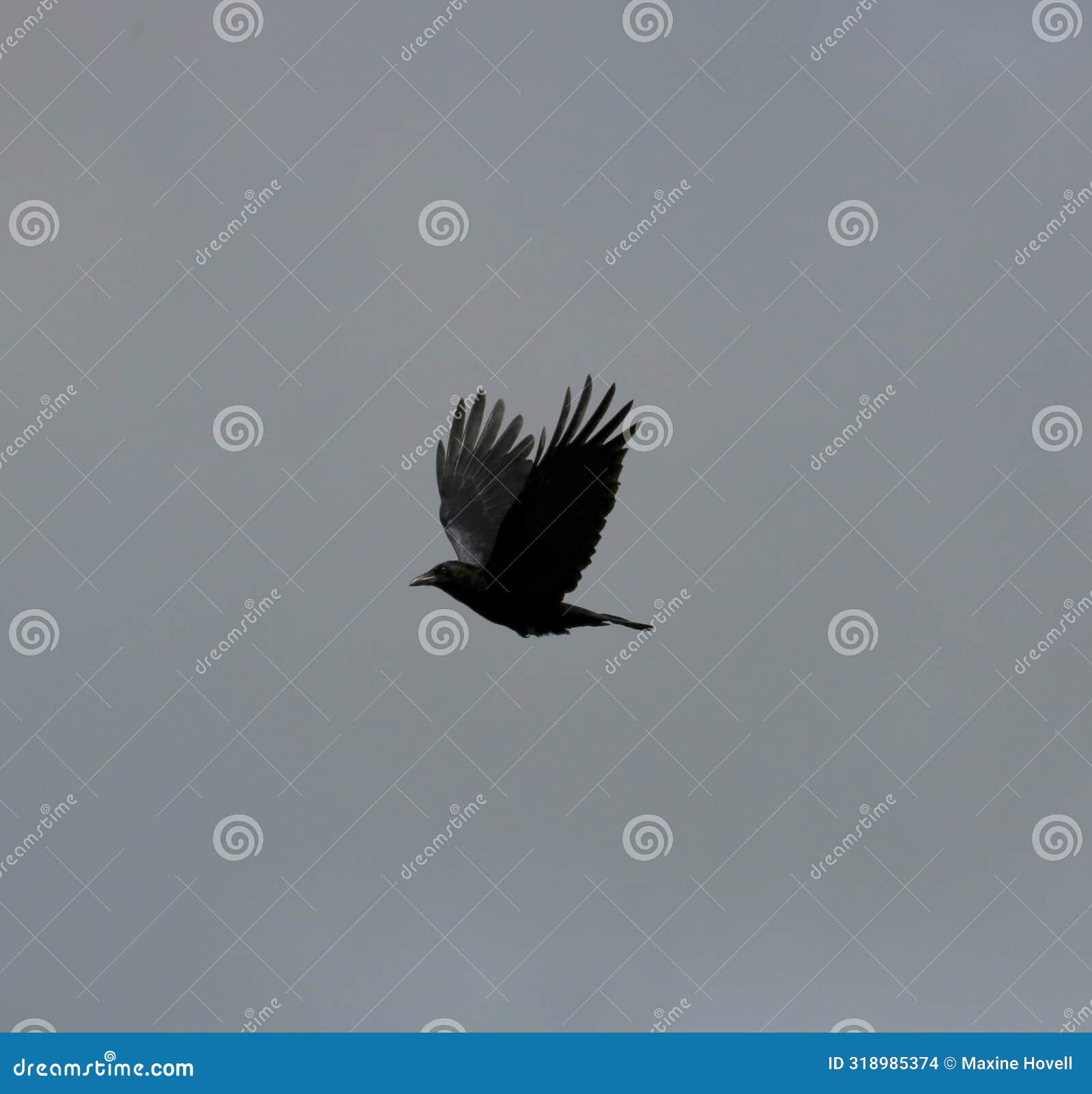 raven in flight silhouette