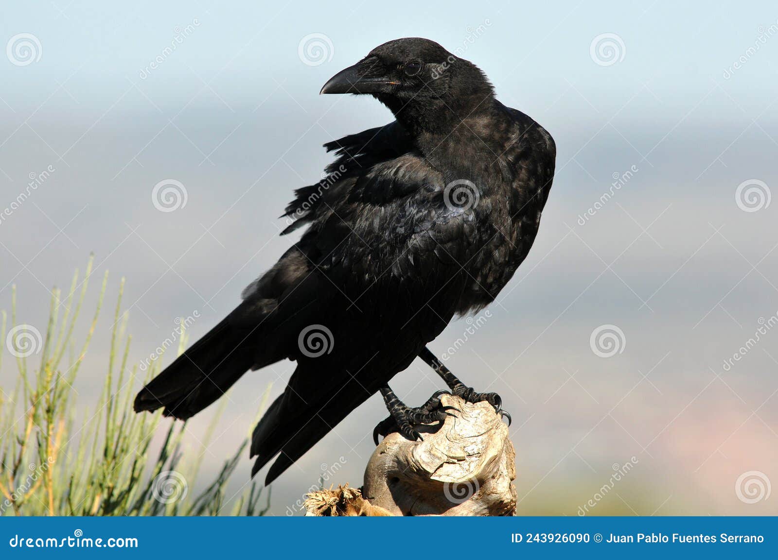raven grooms its plumage