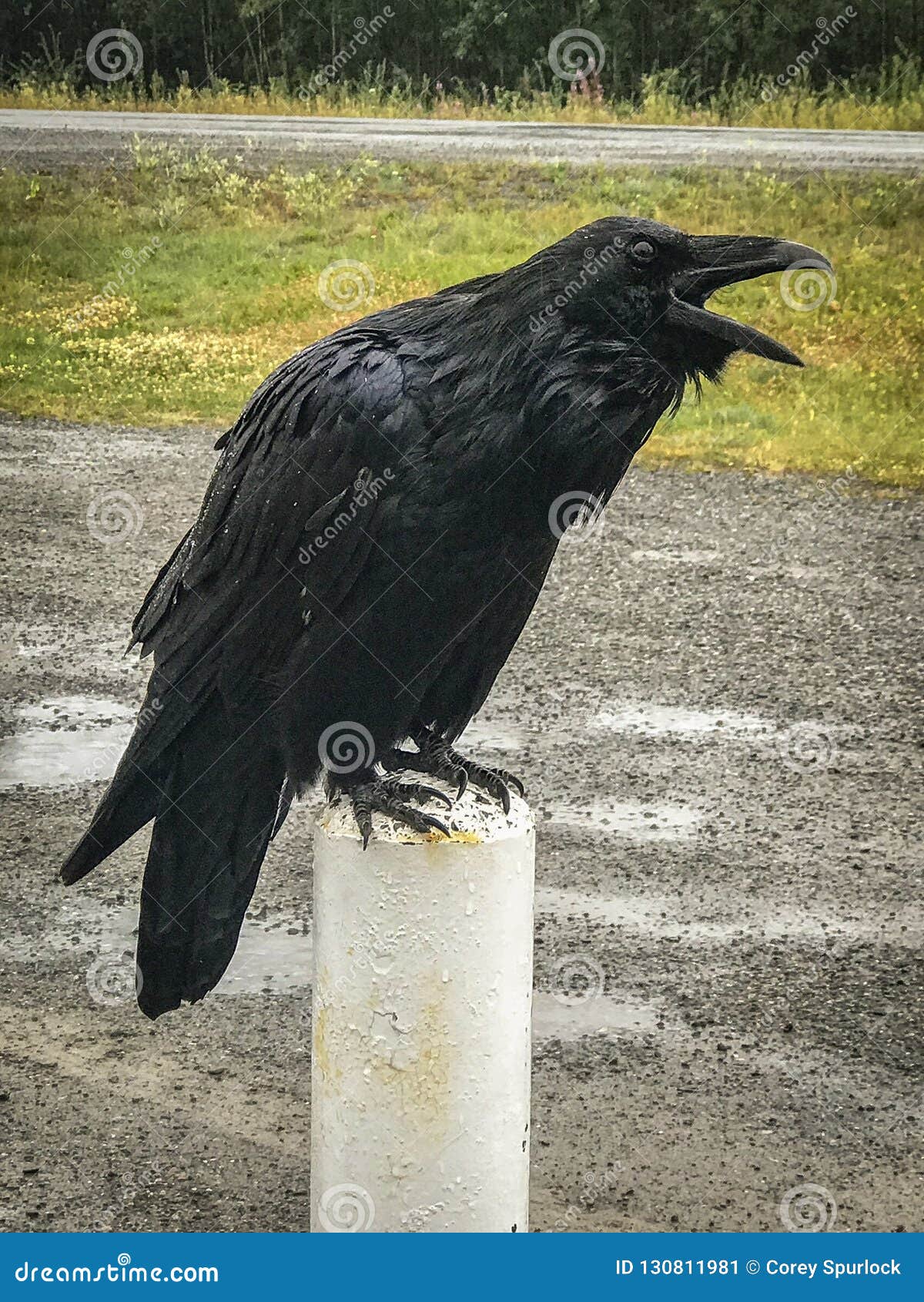 a large raven in the yukon territory