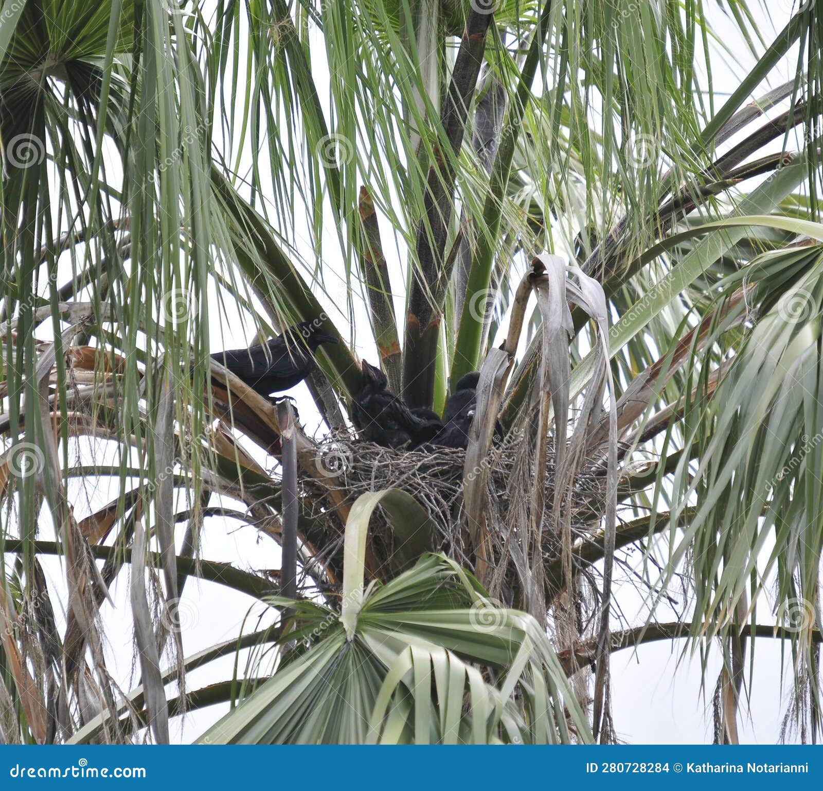 wildlife birds series - black raven nest with babies in a palm tree