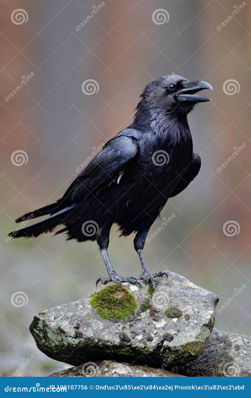 raven with open beak sitting on the stone. moose stone with black bird. black bird in the nature habitat. raven on the rock. wildl