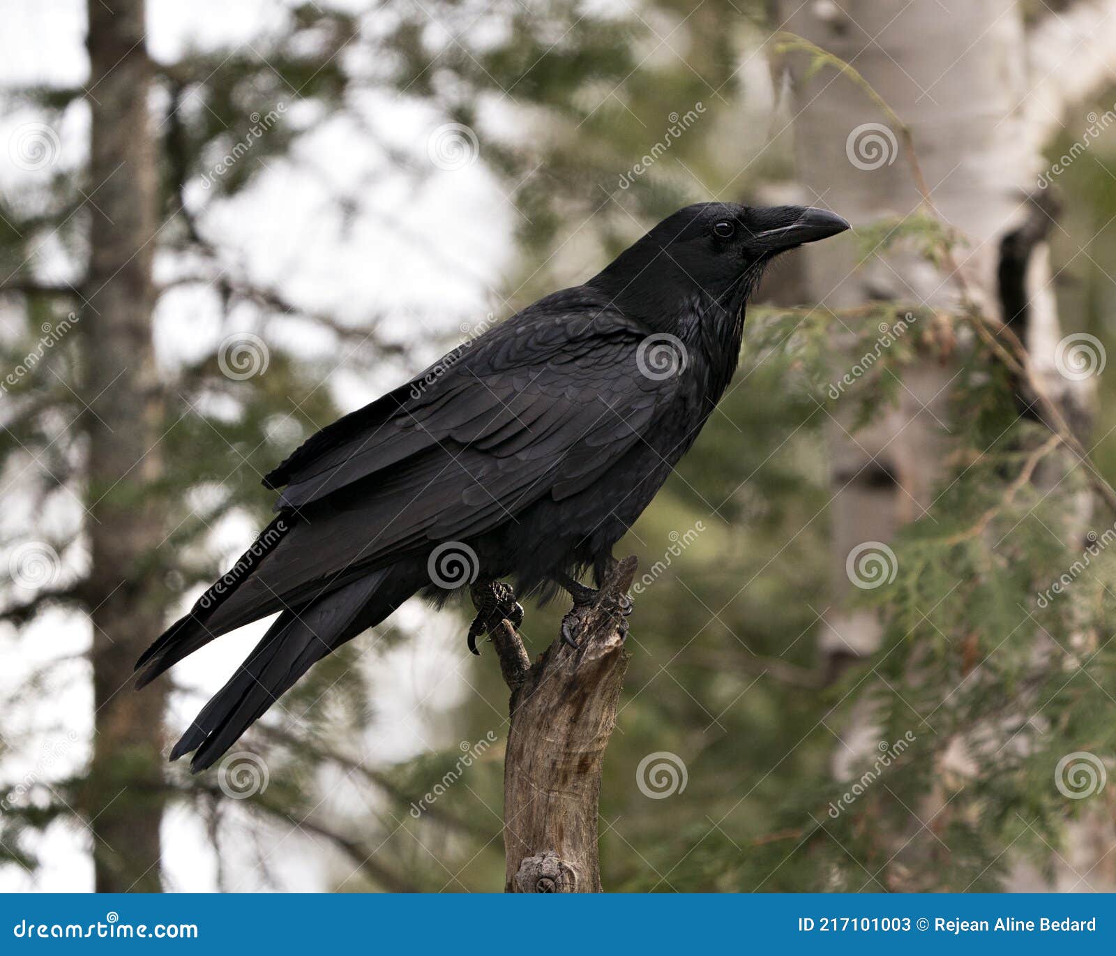 Picture raven profile 