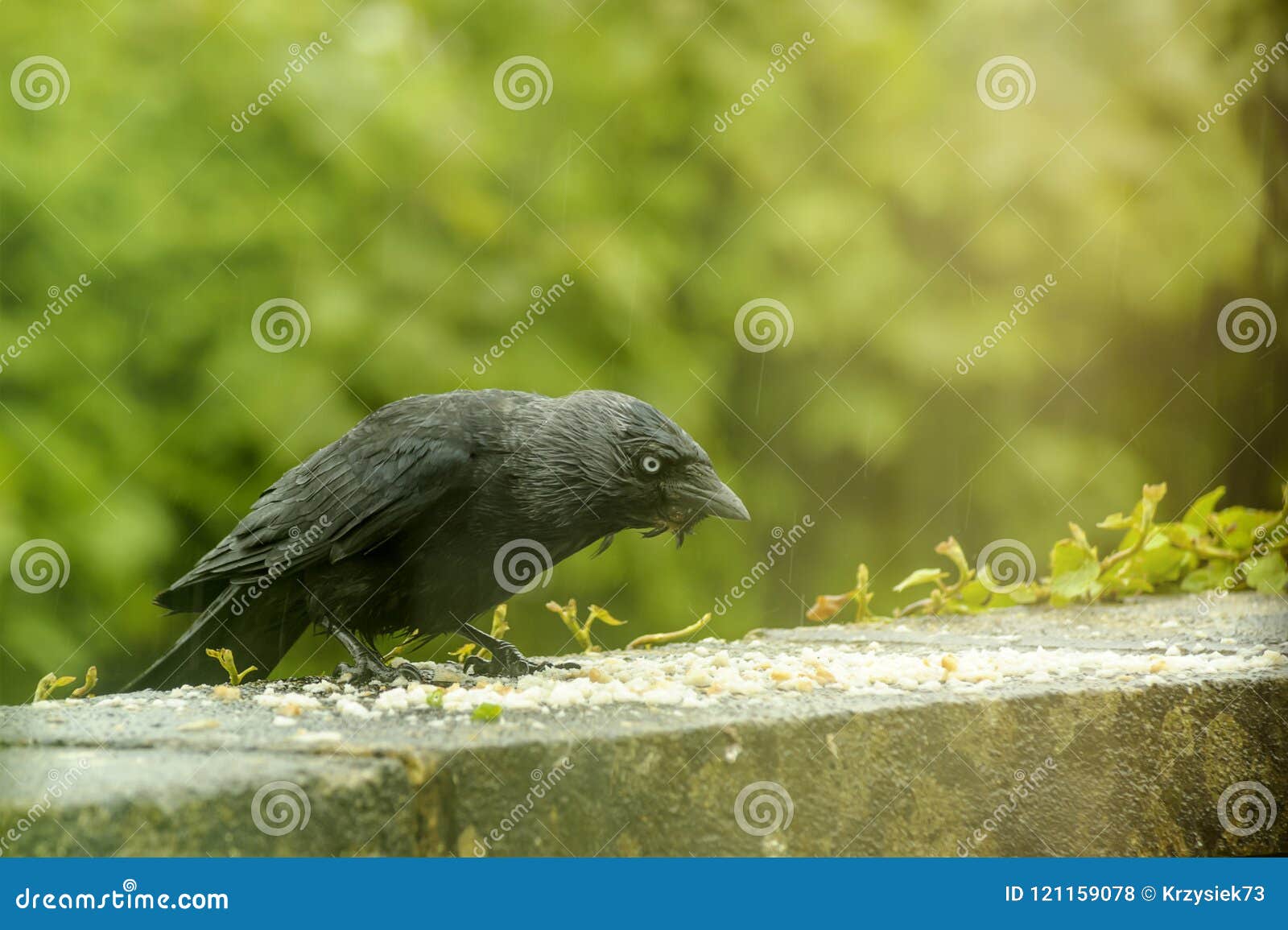 raven standing on the brick wall - raining - natural scenery
