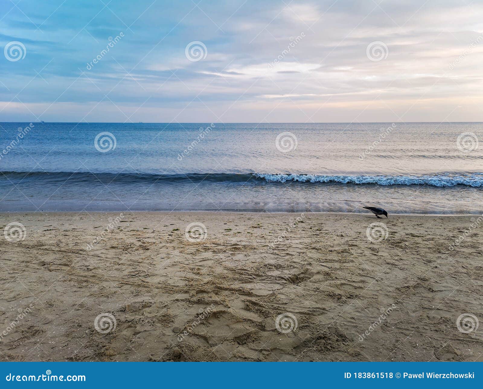 Raven Walking on Beach Near Water Over Baltic Sea in Swinoujscie Stock ...