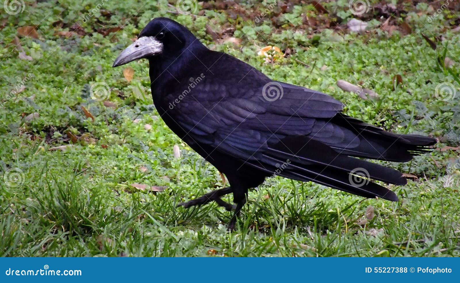 walking raven