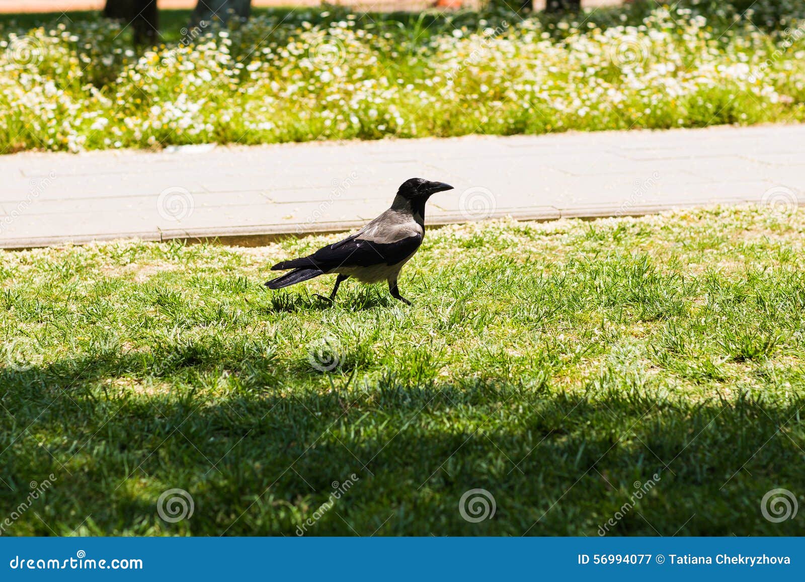 Raven walking on the lawn stock image. Image of fauna 56994077