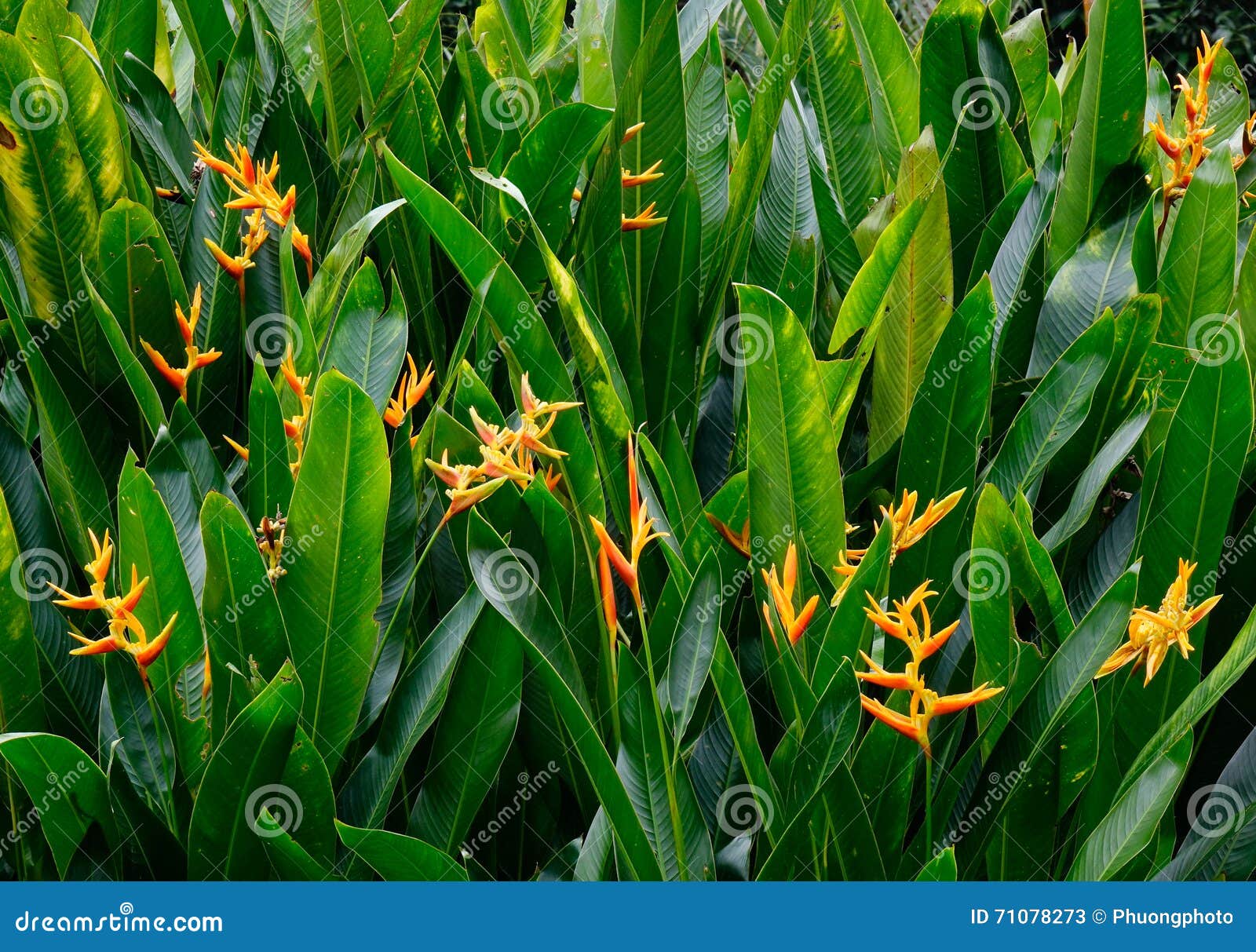 Image Traveller's tree (Ravenala madagascariensis), Singapore - 434104 -  Images of Plants and Gardens - botanikfoto