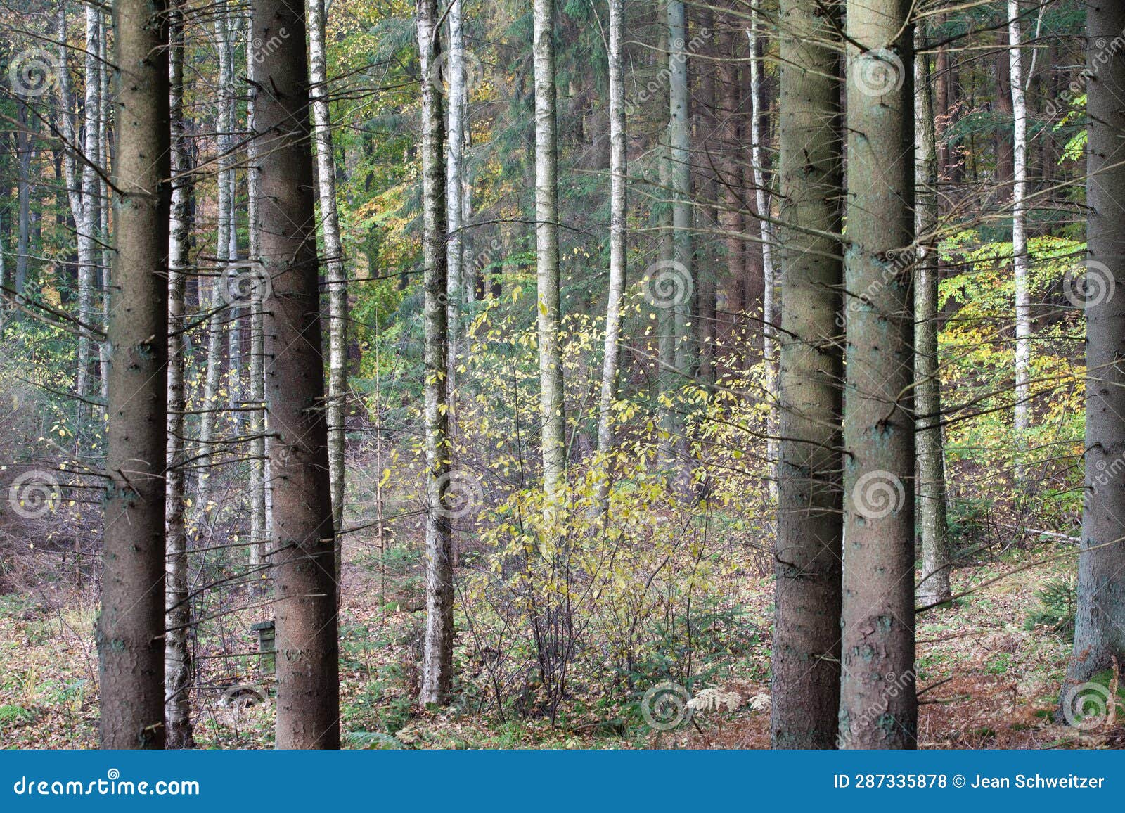 ravnsholt skov