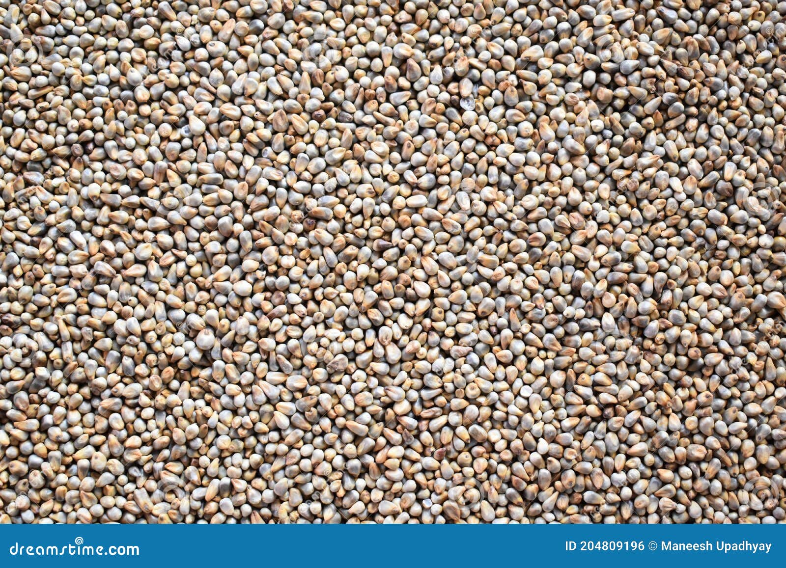 Raw зерно просо» стоковое фото. изображение насчитывающей зерна - 204809196