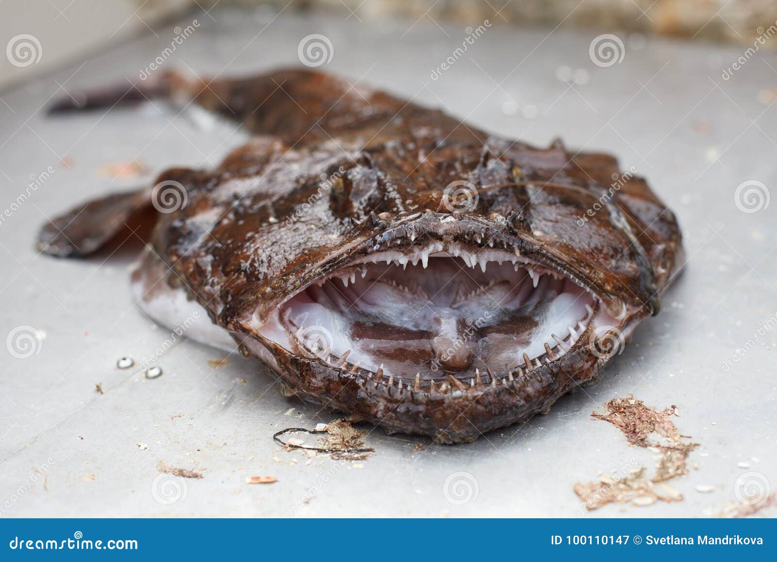Raw angler fish stock image. Image of lophius, catch - 100110147