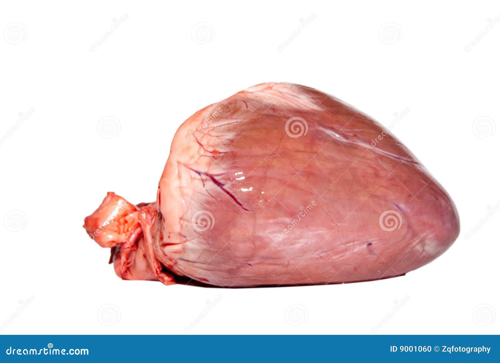 Raw Animal Heart Stock Photo - Image: 9001060