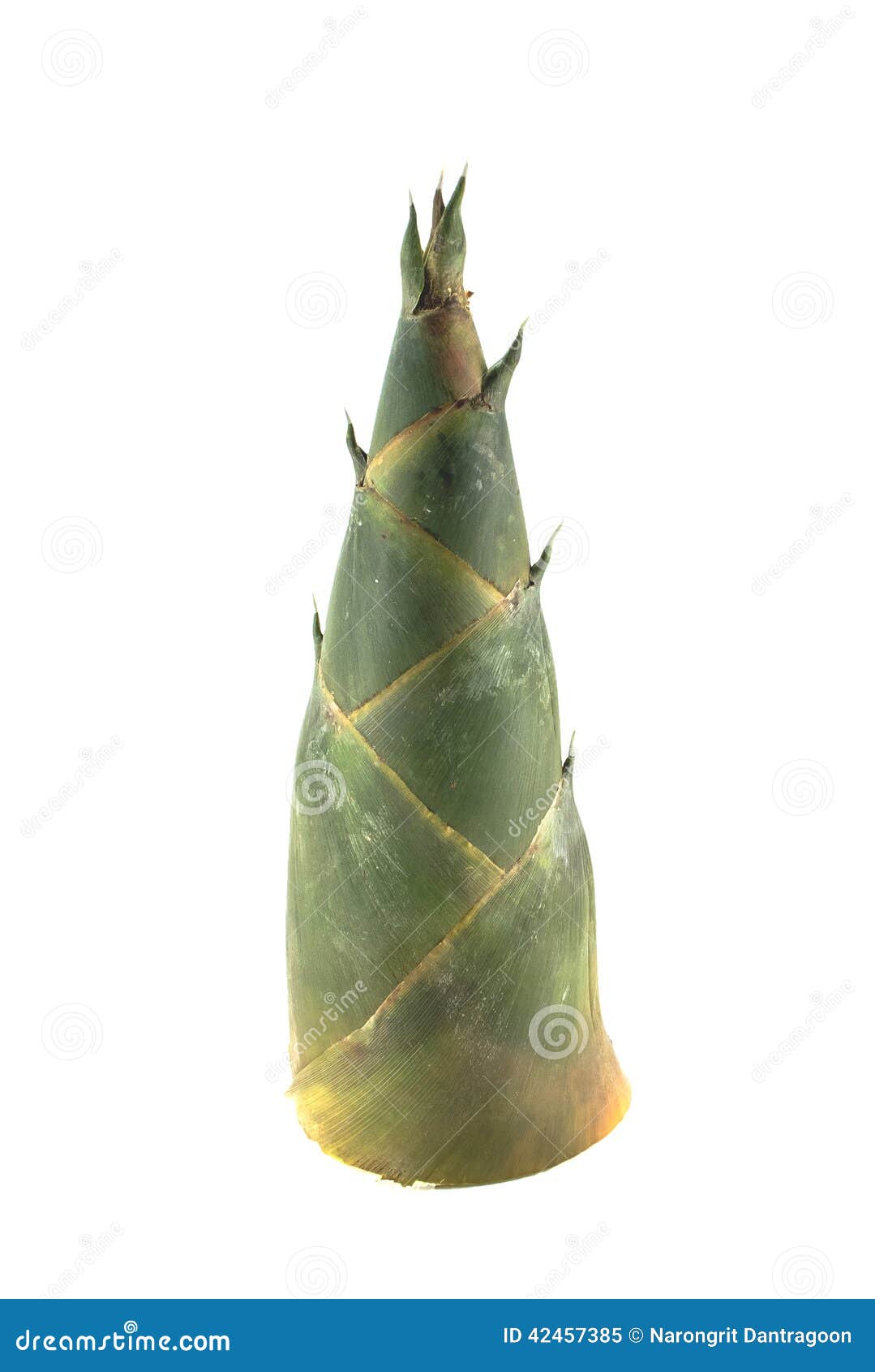 Raw bamboo shoot stock image. Image of fresh, sprout 42457385