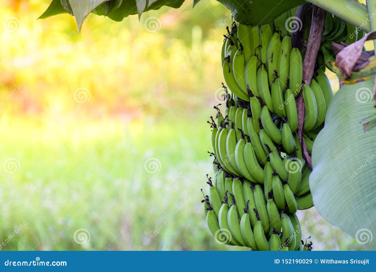Raw Bananas on Trees and Sunlight, Free Space, Focus Selection Stock