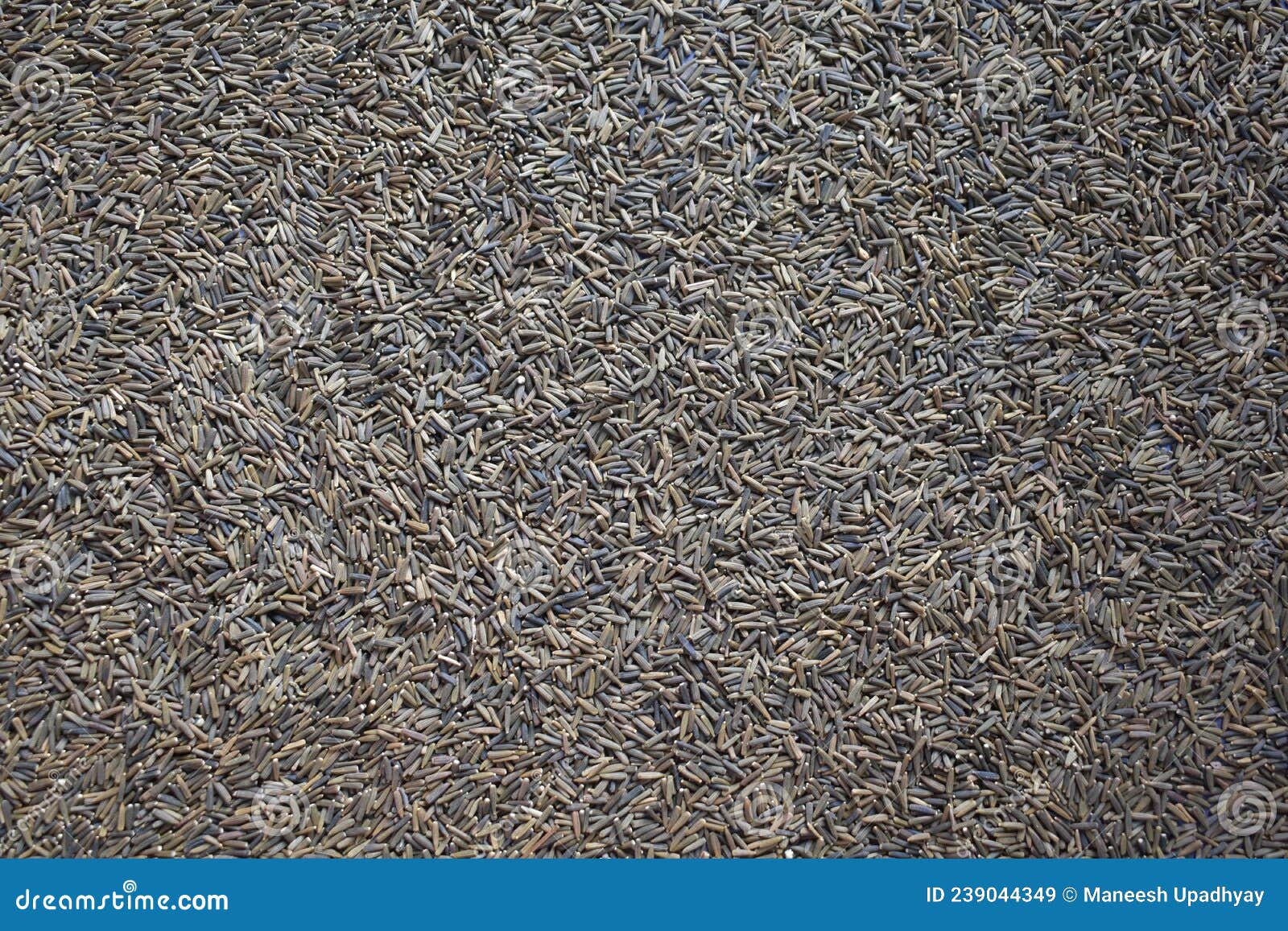 Raw Bitter cumin seed stock image. Image of cooking 239044349