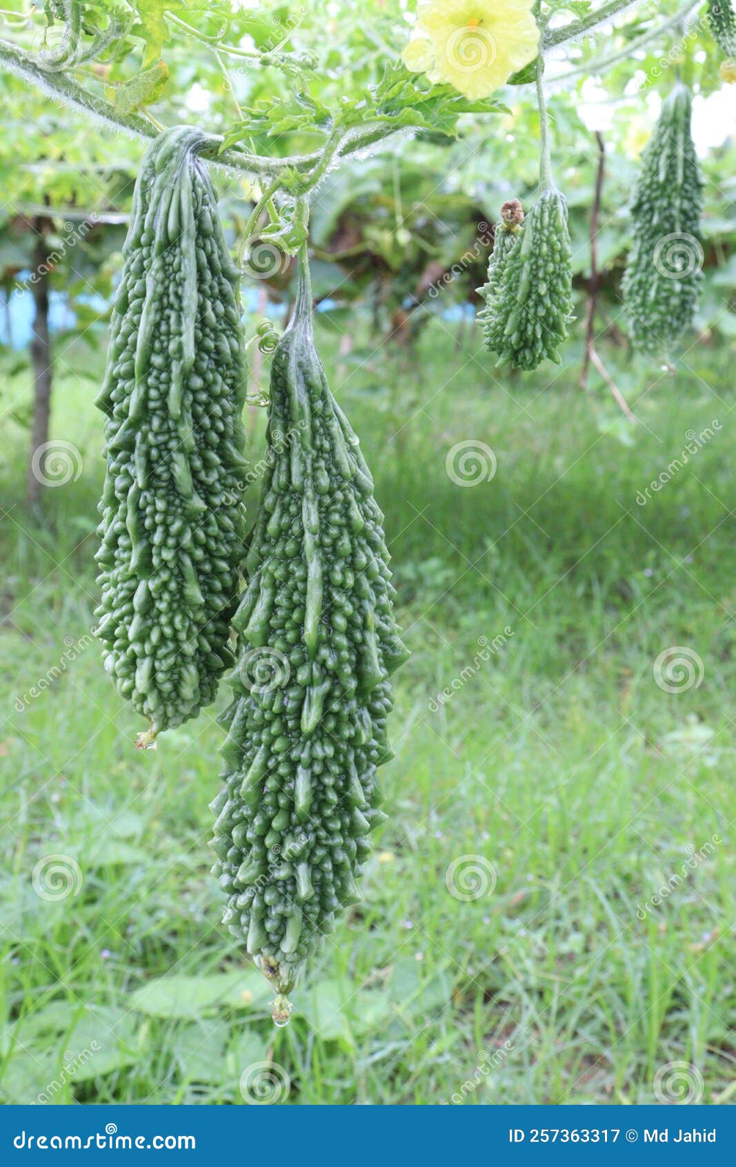 Raw bitter melon on tree stock image. Image of melon 257363317