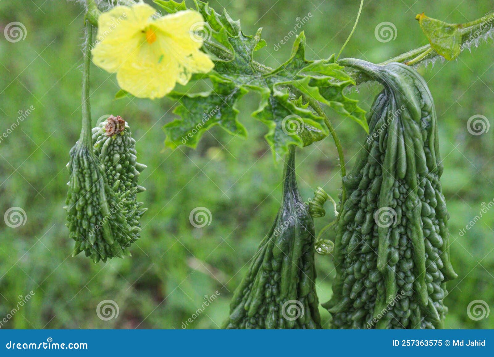 Raw bitter melon on tree stock image. Image of diet 257363575