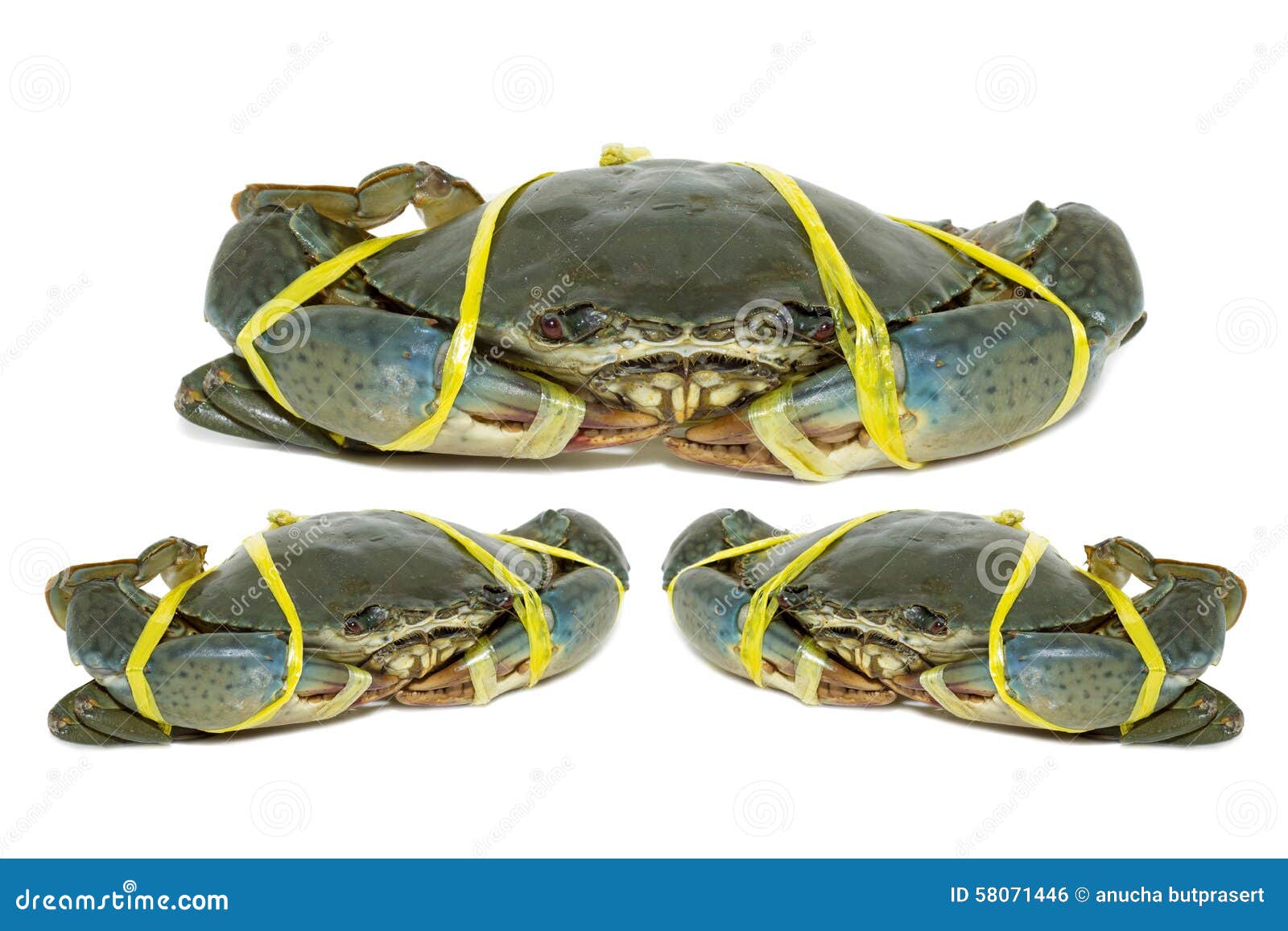 Raw Black Crab Tied with Rope Yellow on White Background. Stock