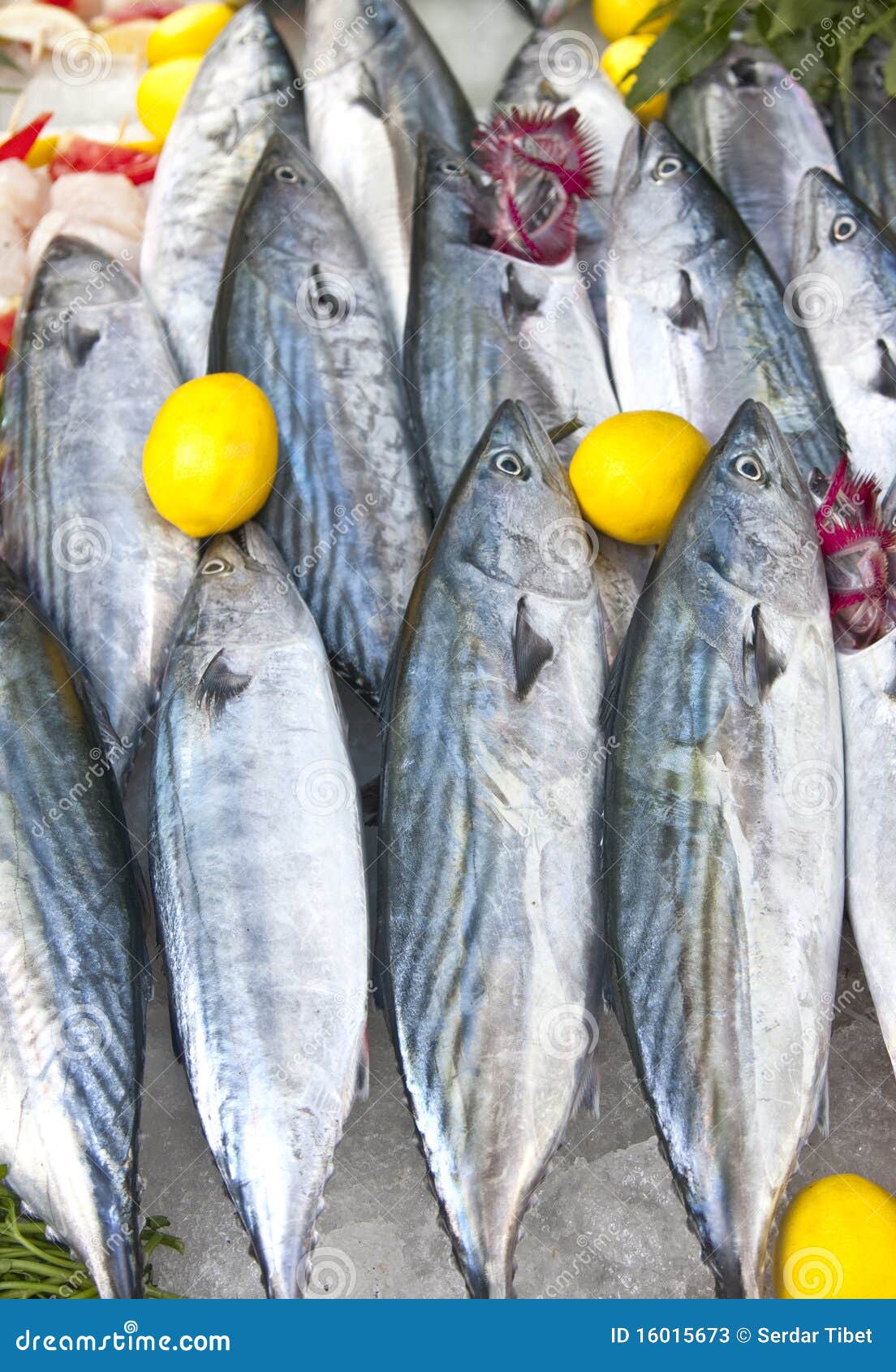 raw bonito fish