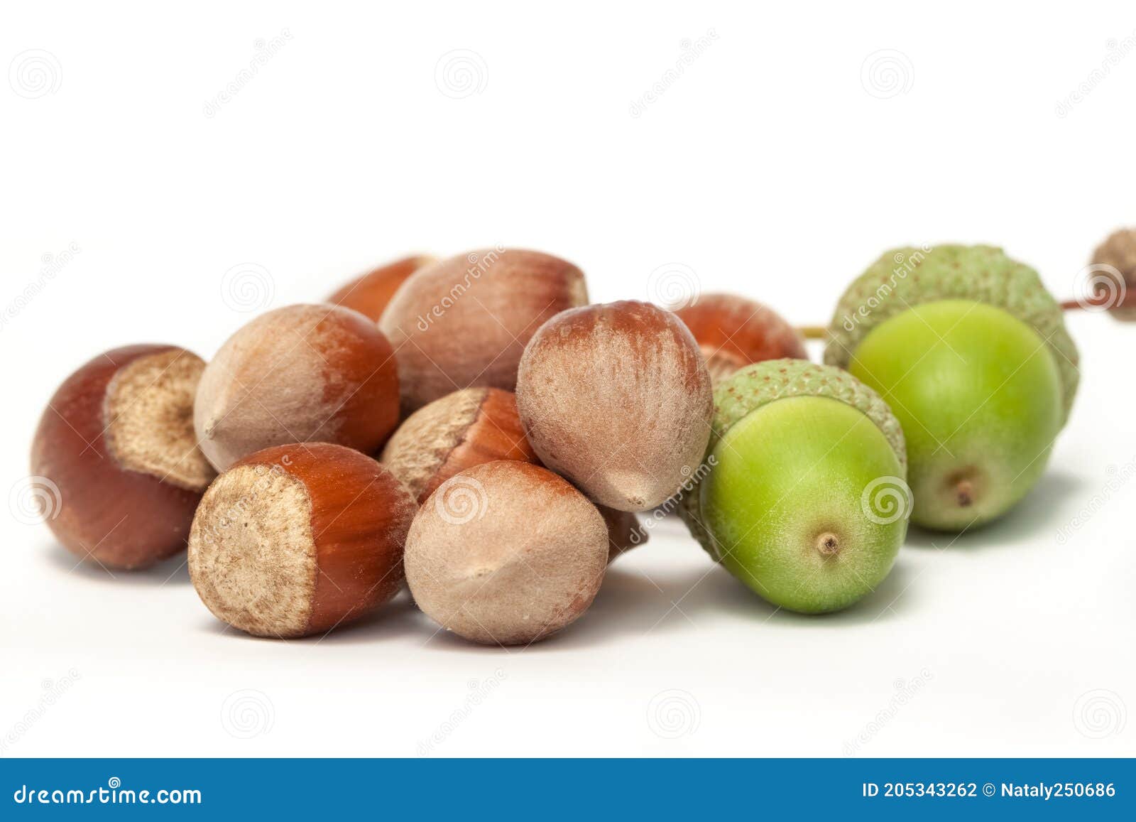 Raw Bunch Hazelnuts and Acorns with Shell Macro Isolated on White