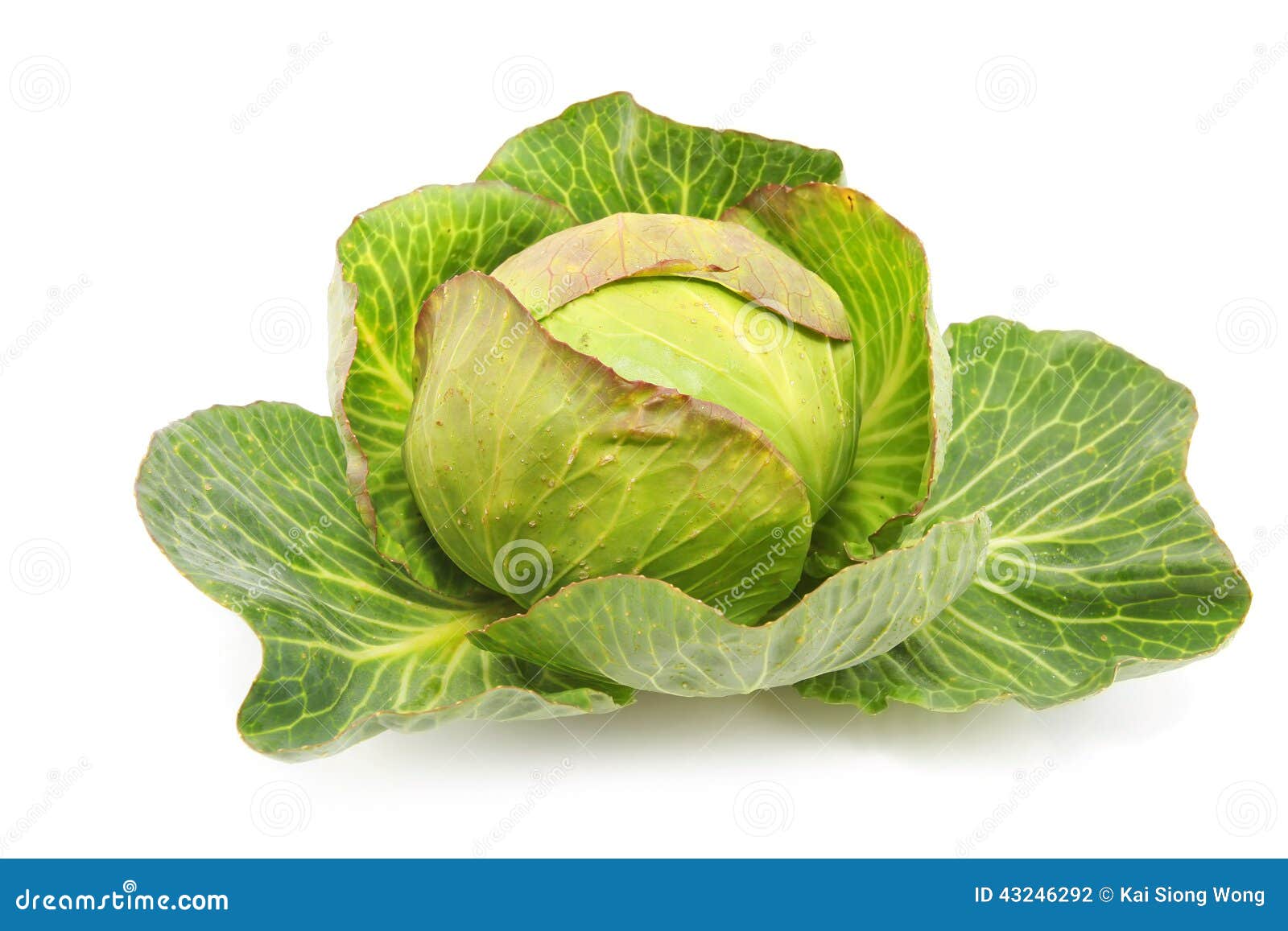 A Raw Cabbage Stock Photo Image Of Meal Fresh Obesity 43246292 a-raw-cabbage-stock-photo-image-of-meal-fresh-obesity-43246292