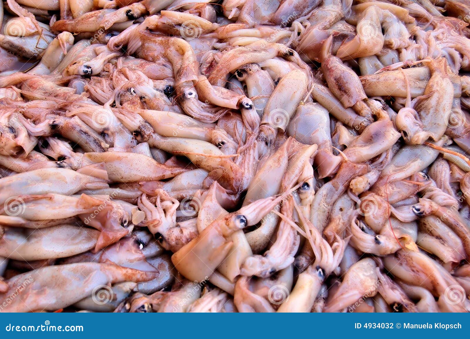 Raw Calamari Stock Photo Image Of Food Edible Uncooked Raw Calamari Stock Photo Image Of Food Edible Uncooked