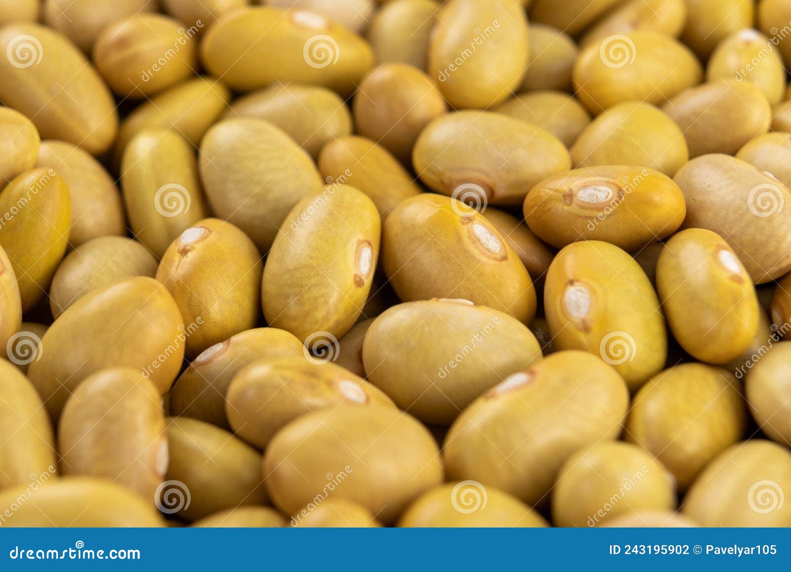 raw canary peruvian yellow beans. dry peruano legumes