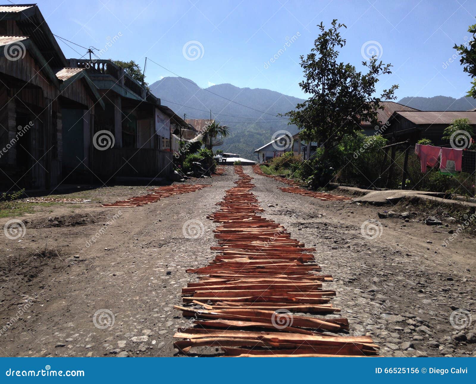 Raw Cinnamon Sticks Drying. Stock Photo Image of plain, planting