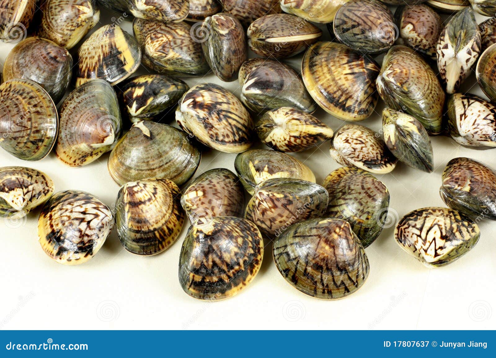 Raw clams stock image. Image of freshness, clams, live 17807637
